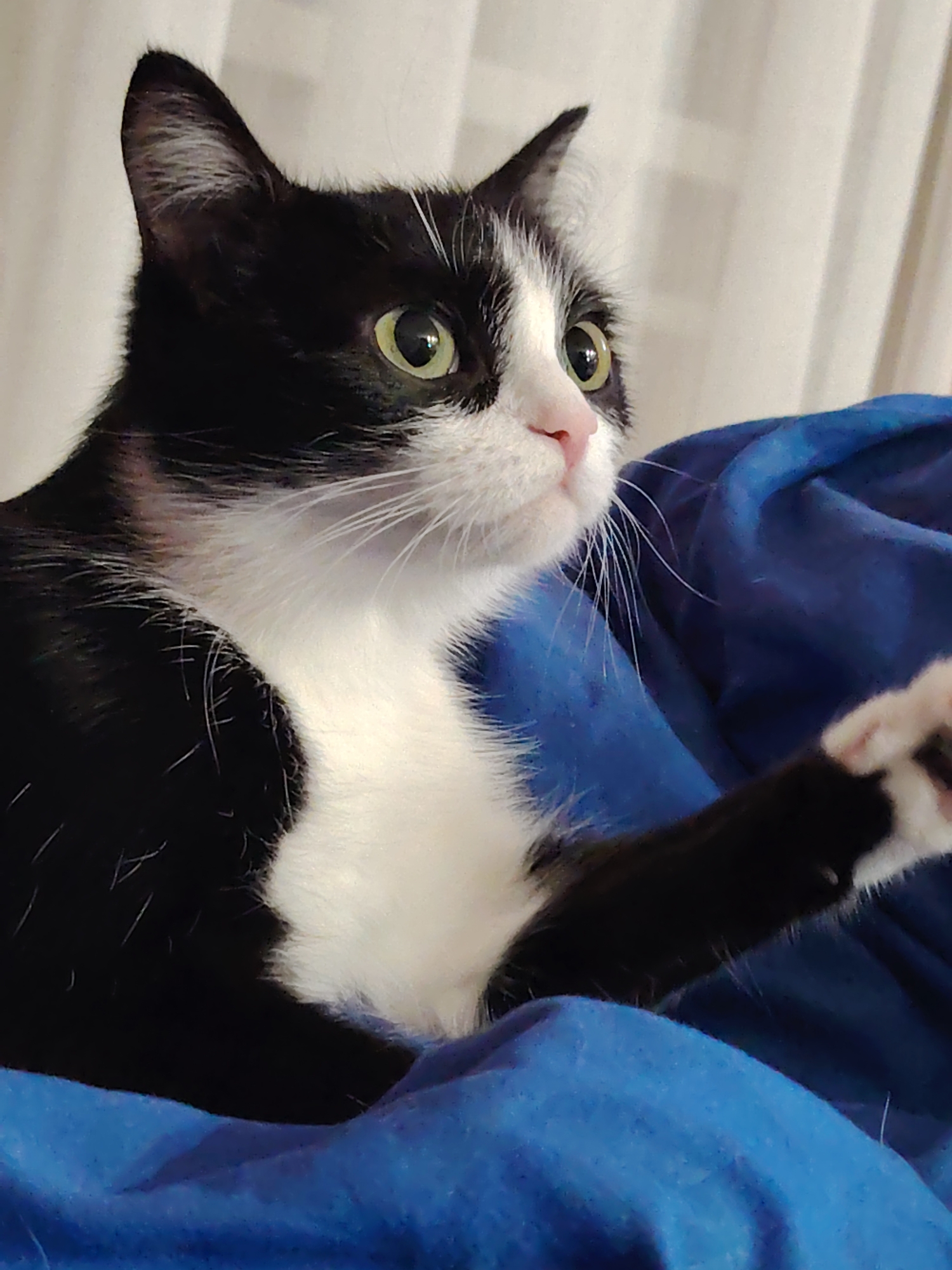 A medium shot depicts a black and white tuxedo cat with green eyes. The cat is resting on a blue surface, which appears to be a blanket or soft fabric. The cat's left paw is extended towards the viewer, with toes visible. The background is a blurred white curtain, suggesting an indoor setting.