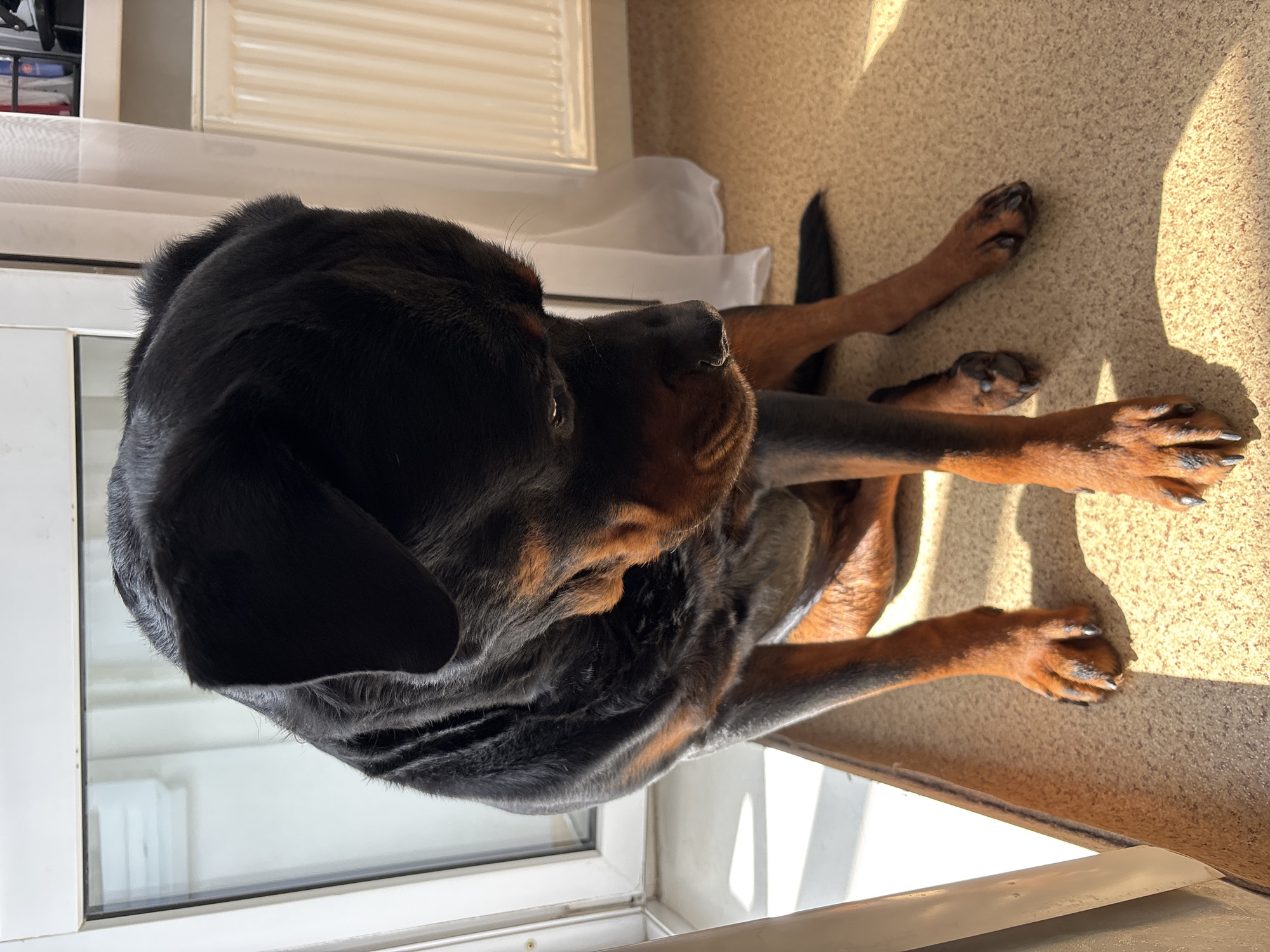 A Rottweiler, displaying a black coat with tan markings on the muzzle, chest, and paws, sits on a light brown, speckled floor. Its head is lowered, and its gaze is directed downwards. Strong natural light enters from the left, casting distinct shadows. To the immediate left, a white PVC window or balcony door frame is visible. On the right, a white, ribbed radiator is partially obscured by a sheer white curtain. No other individuals or specific objects are identifiable. The scene is located indoors, within the city of Perm, Russia.