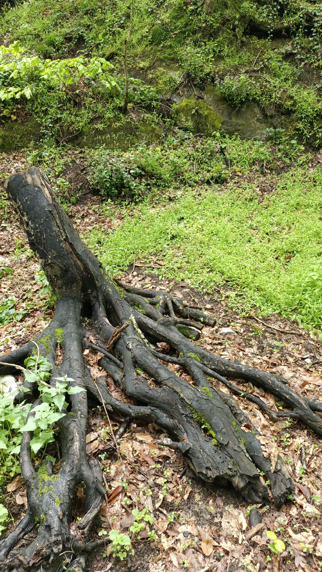 A black tree trunk lies on a forest floor covered in fallen leaves and green vegetation. The trunk, seemingly fallen, has a gnarled root system spread across the ground. Some moss is growing on the trunk and roots. The surrounding environment is lush with diverse greenery, including small plants and patches of grass. The scene is possibly located in a wooded area near the city of Goryachiy Klyuch, Russia.