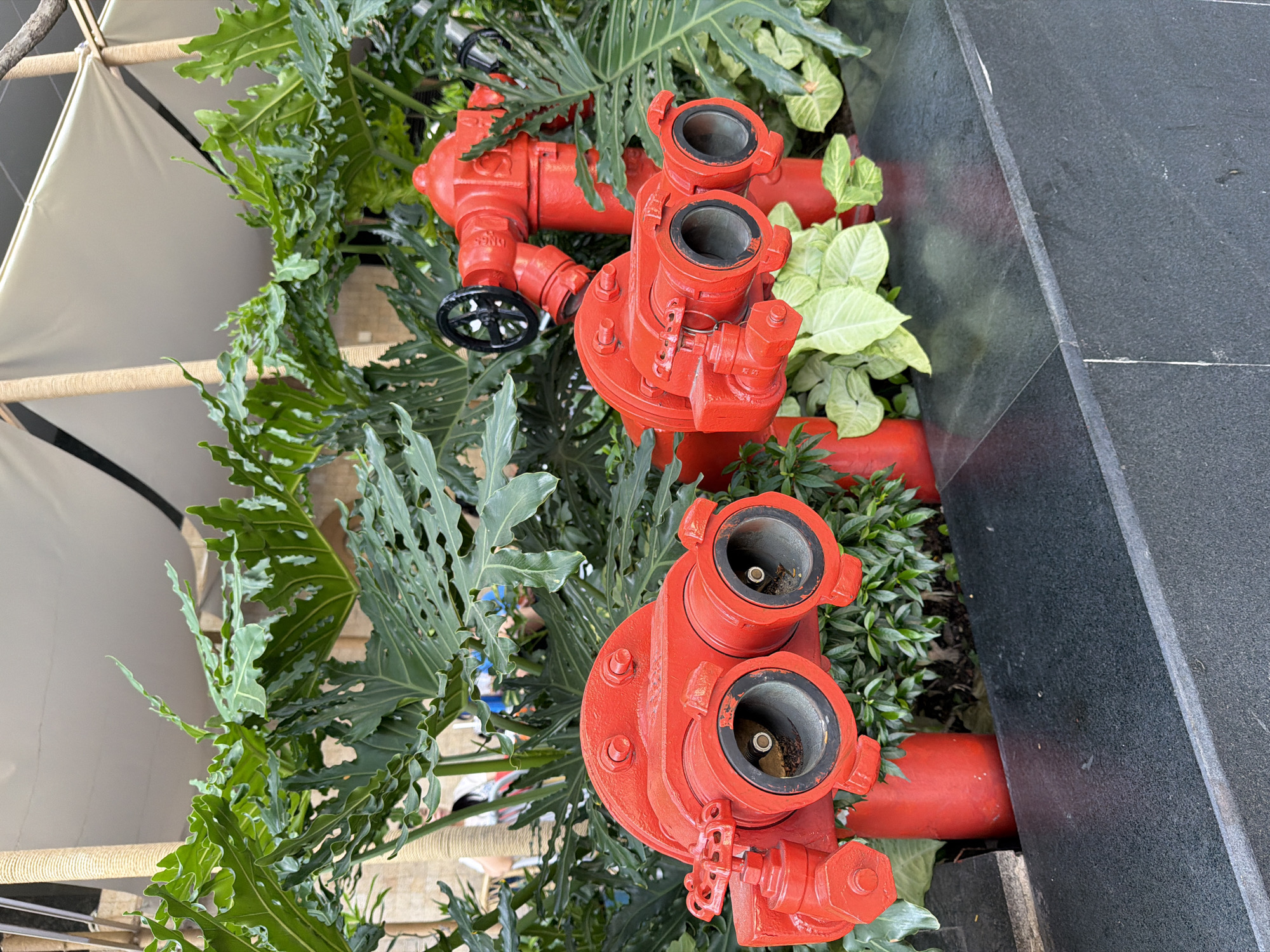 The image displays two bright red fire hydrants positioned amidst lush green foliage in Nha Trang Ward, Vietnam. The hydrants are robust metal structures, one with two nozzles facing the viewer directly, and another, taller hydrant visible behind it with a wheel-like valve on top. The surrounding vegetation features large, deeply lobed leaves and smaller, heart-shaped leaves, creating a vibrant natural contrast with the industrial red of the hydrants. The hydrants are set against a dark, textured surface, possibly a stone or tiled platform, with further greenery and decorative elements of what appears to be a tent-like structure visible in the background, suggesting an outdoor public space or establishment in the city. A few blurred figures can be seen in the distant background, indicating the presence of people, though their details are not discernible.