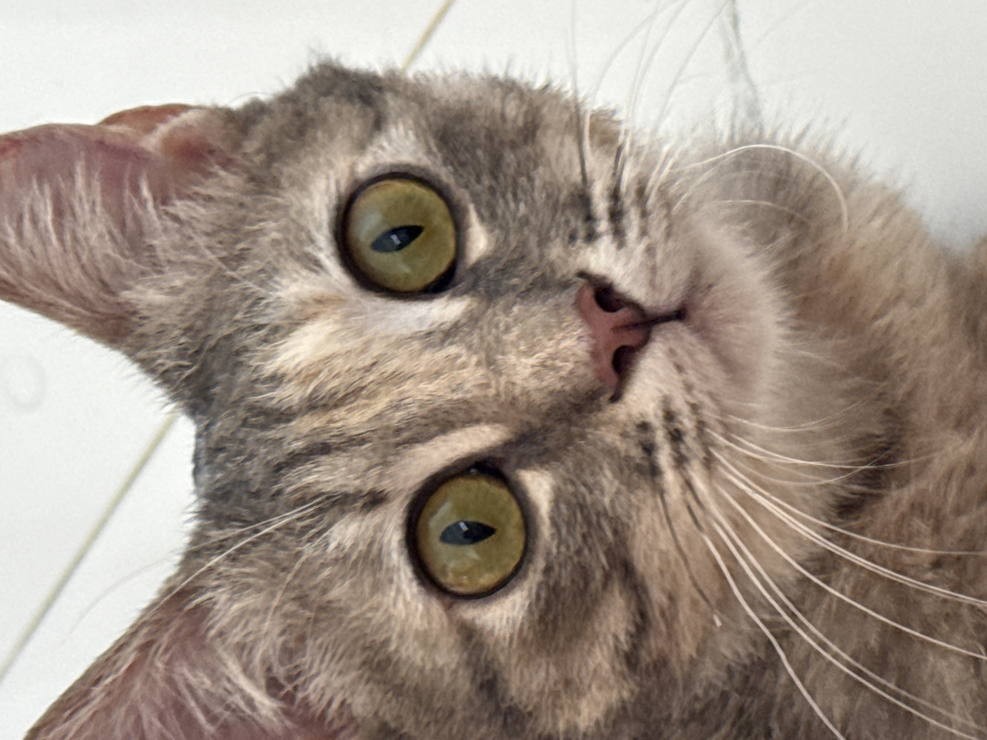 A close-up, head-on, eye-level, full-frame shot features a grey tabby cat's face. The cat is facing forward, with its head tilted slightly upwards. Its eyes, which are a striking golden-green, are wide open and looking directly at the camera. The cat's nose is a soft pink. Its whiskers are long and white, fanning out from its muzzle. The fur is a mix of grey, black, and hints of brown, with distinct tabby markings. The background is a plain, light-colored surface, possibly a wall or floor, which is slightly out of focus. The lighting is bright and even, highlighting the cat's features. The scene appears to be indoors. The image is sharp and detailed, capturing the texture of the fur and the nuances of the cat's expression. There are no people or other animals visible in the frame. There is no information within the image to suggest a location in Bac Nha Trang Ward, Vietnam.