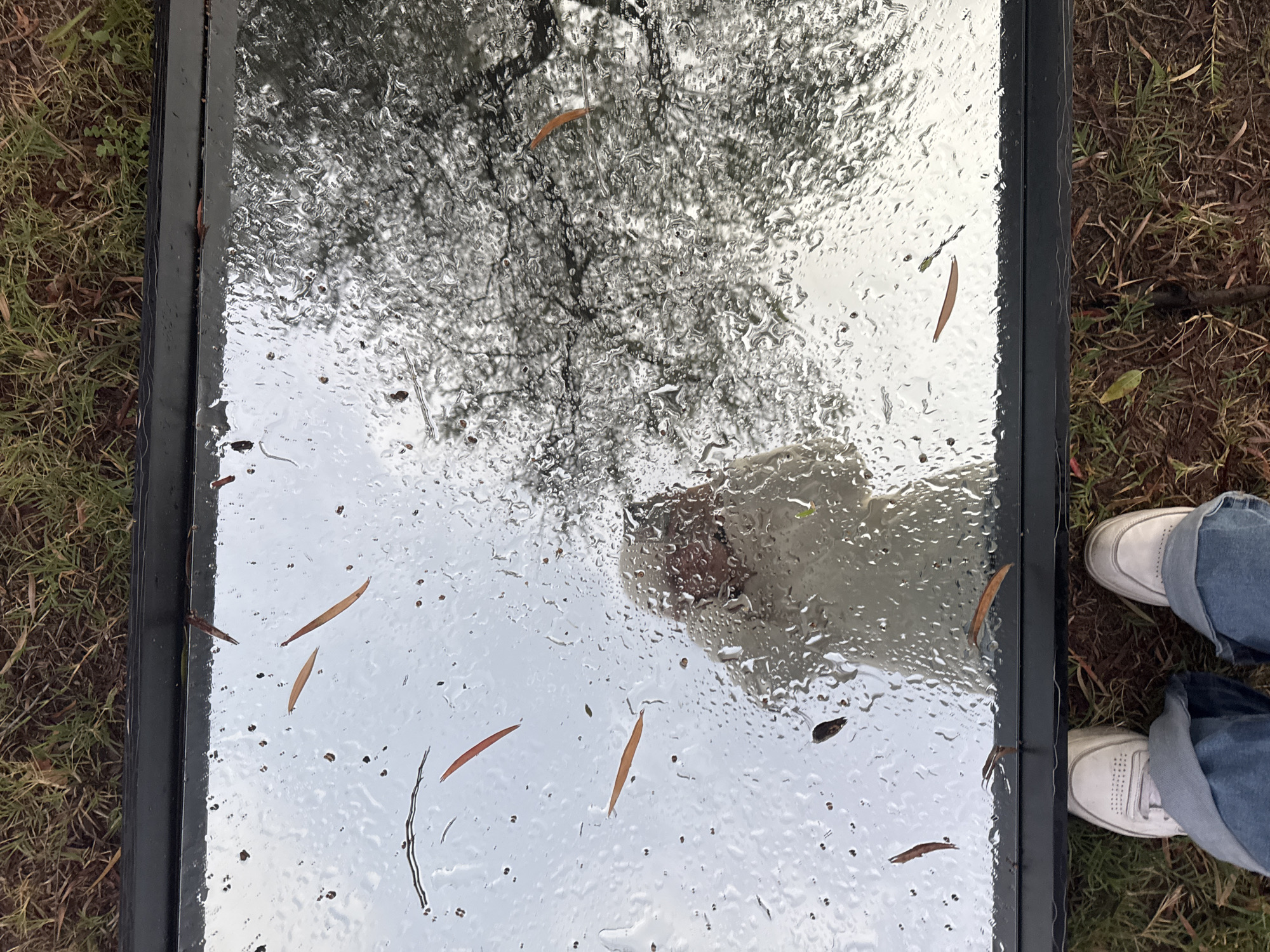 The image depicts a rectangular mirror resting on a grassy surface in Como, Australia. The mirror reflects a tree canopy and a portion of a white dog. Raindrops cover the mirror's surface, distorting the reflections. Several brown leaves are scattered across the mirror. A pair of legs clad in blue jeans and white sneakers stands adjacent to the mirror on the right side. The mirror is framed in black.