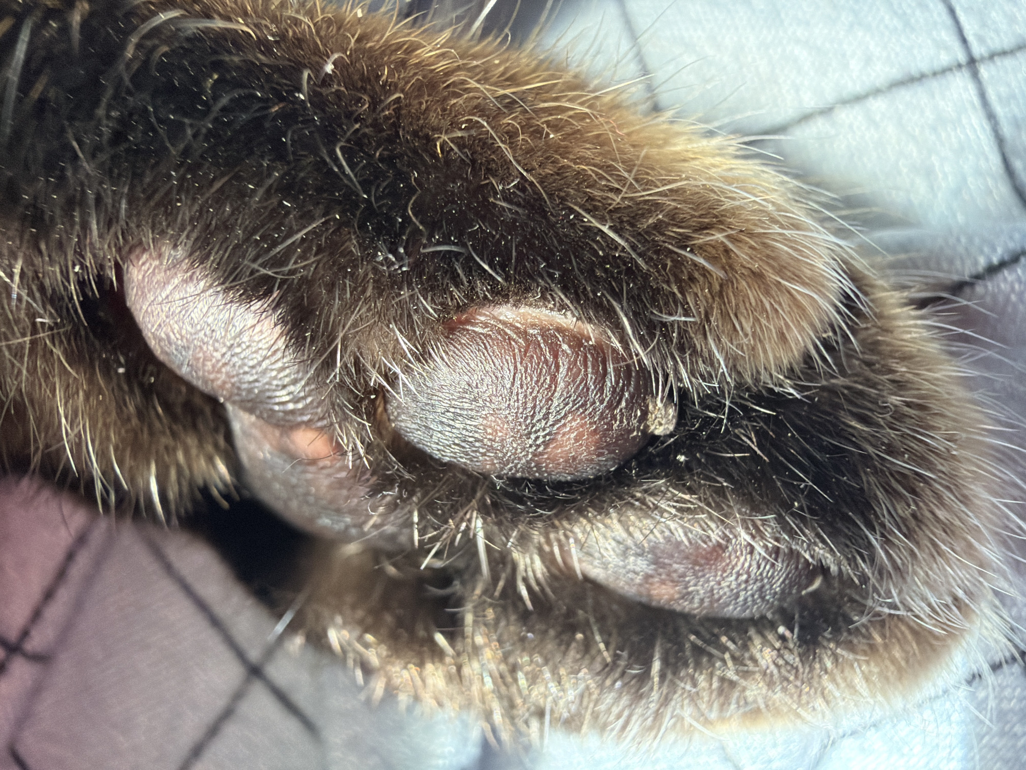 The image is a close-up, high-angle shot of a cat's paw pad. The paw is covered in dark brown and tan fur. Several distinct paw pads are visible, with textured surfaces and some light-colored debris. The background is a soft, light-colored fabric with a subtle checkered pattern. The scene is indoors, likely a domestic setting, and no specific location in Blagoveshchenskoe, Russia can be determined from the visual information. There are no people or actions depicted.