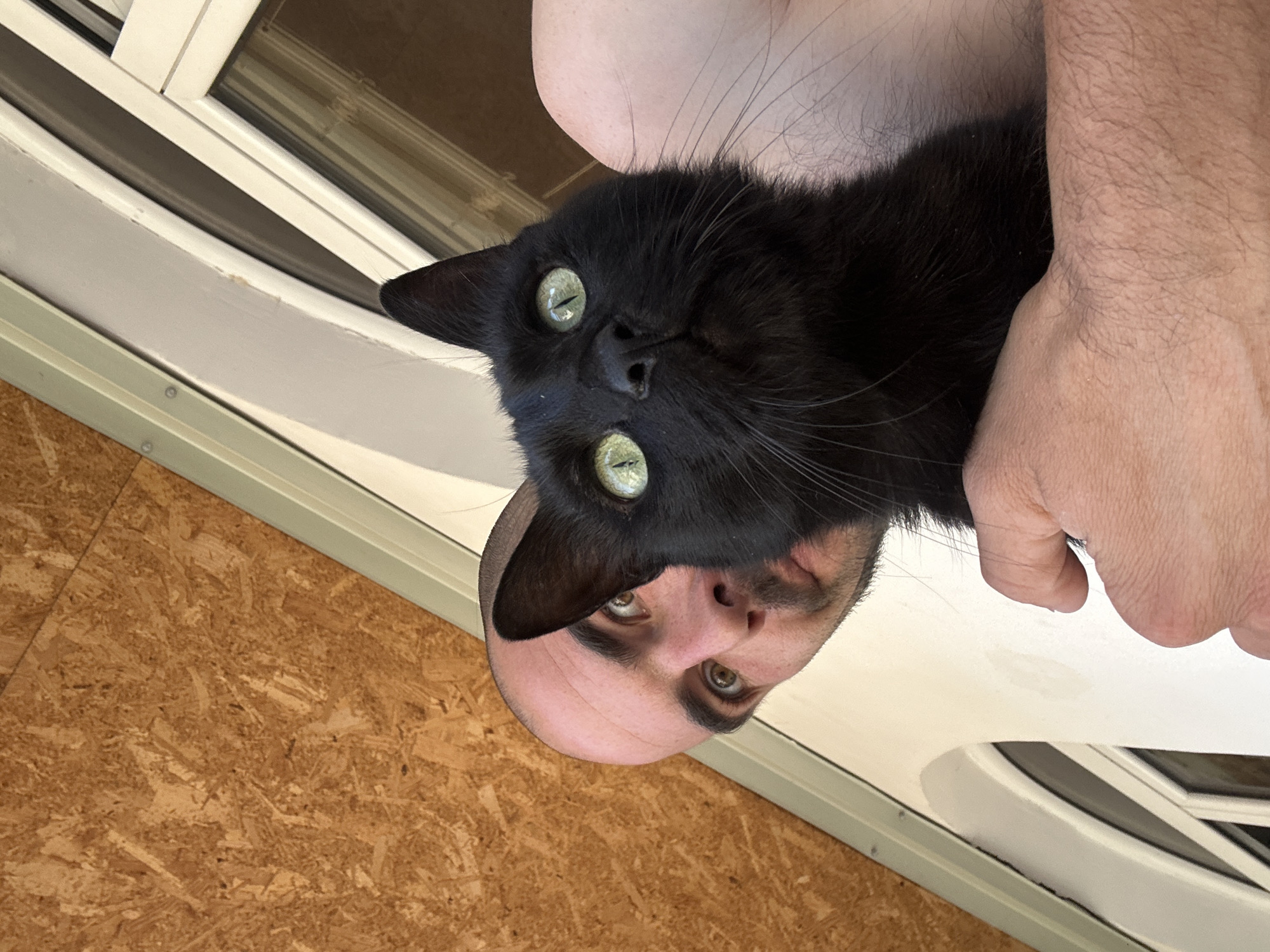 An upward-angled view captures a Caucasian male subject holding a black domestic cat against a building exterior in Budva, Montenegro. The man, characterized by a shaved head and short beard, presents direct eye contact with brown eyes. His bare upper torso, including a shoulder and arm with visible hair, is partially within the frame, with his right hand gently supporting the cat. The cat, distinguished by its sleek black fur and luminous green eyes with slightly dilated pupils, stares upwards and to the left of the frame. Prominent white whiskers extend from its muzzle. The background on the upper left consists of a light brown Oriented Strand Board (OSB) panel, indicative of a ceiling or wall section. This transitions to white architectural elements, including a curved archway section and rectilinear window frames on the right, interspersed with light grey and white trim details, one of which is a diagonal grey-green strip. The scene is illuminated by bright, natural daylight.