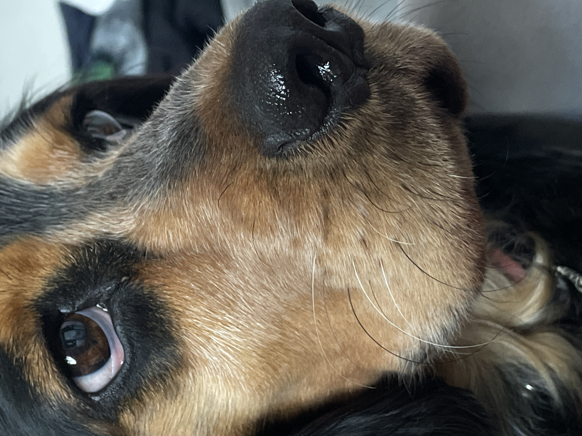 This is a close-up, macro photograph of a dog's face. The dog has brown and black fur, with prominent brown eyes and a wet, black nose. The focus is on the right side of the dog's face, showing its eye, nose, and some of its whiskers. The background is blurred and appears to be indoors, with hints of furniture and possibly another animal or dark clothing. There is no indication of the city of Rostov-on-Don, Russia in the image.
