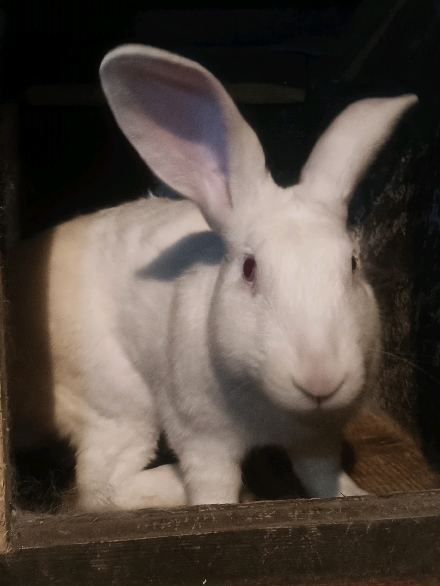 A white rabbit with large ears and red eyes is inside a wooden enclosure. The rabbit is facing forward and its body is partially obscured by shadows. The enclosure appears to be made of rough wooden planks and is filled with what looks like nesting material or hay. The background is dark and out of focus, suggesting a dimly lit environment. The location in Grinăuți, Moldova, is not discernible from the image.
