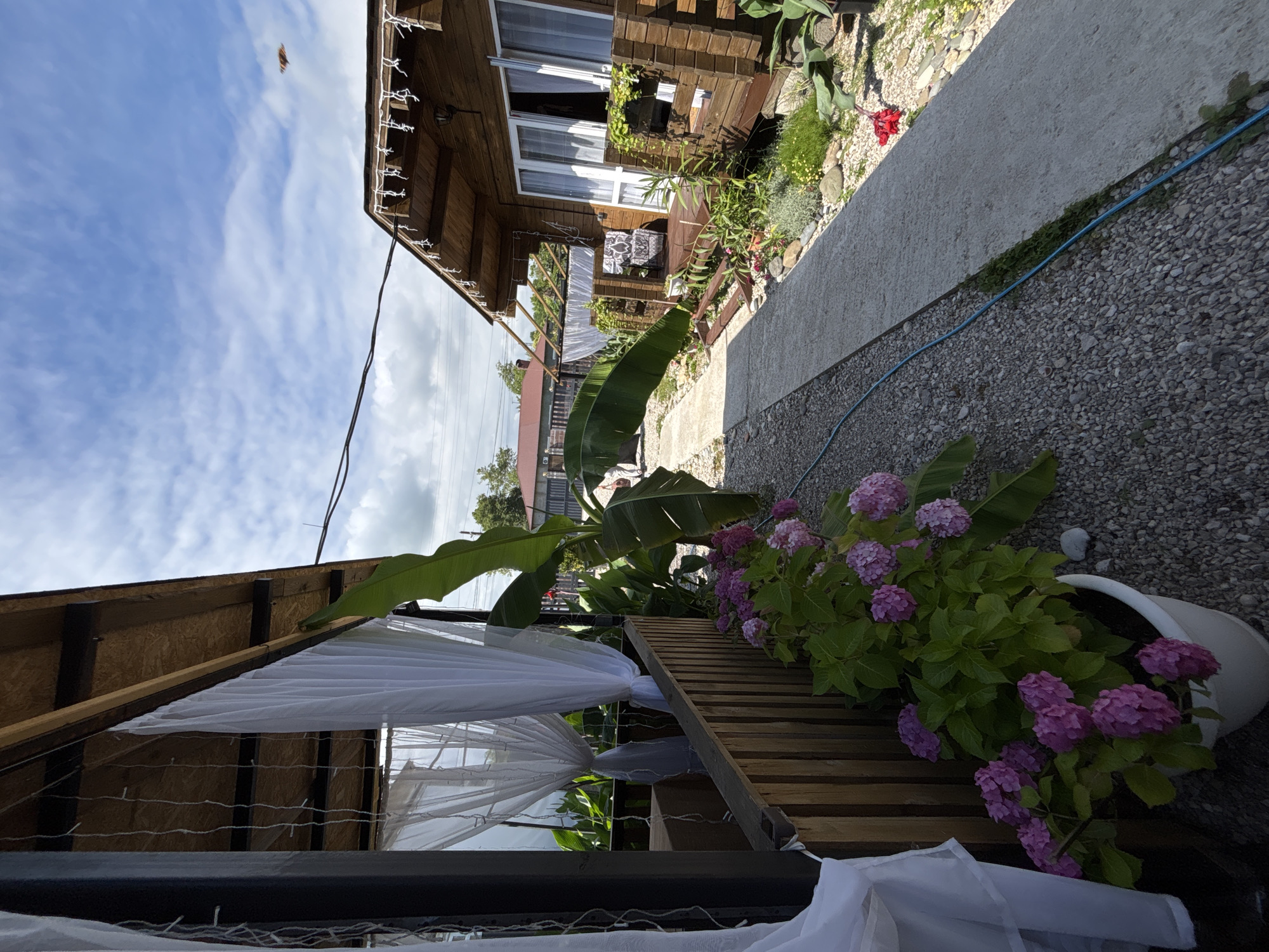 In Gudauta, Abkhazia, a pathway of concrete slabs and gravel leads past a wooden building with a thatched roof and white curtains hanging from an open structure. A large potted hydrangea with pink flowers is situated on the left side of the pathway, near the wooden building. To the right of the pathway, the wooden building has windows and a wooden porch. A tall banana plant with large green leaves is positioned between the pathway and the wooden building. In the background, there are other buildings and a fence. The sky is blue with scattered white clouds, and there appears to be a bird flying in the distance.