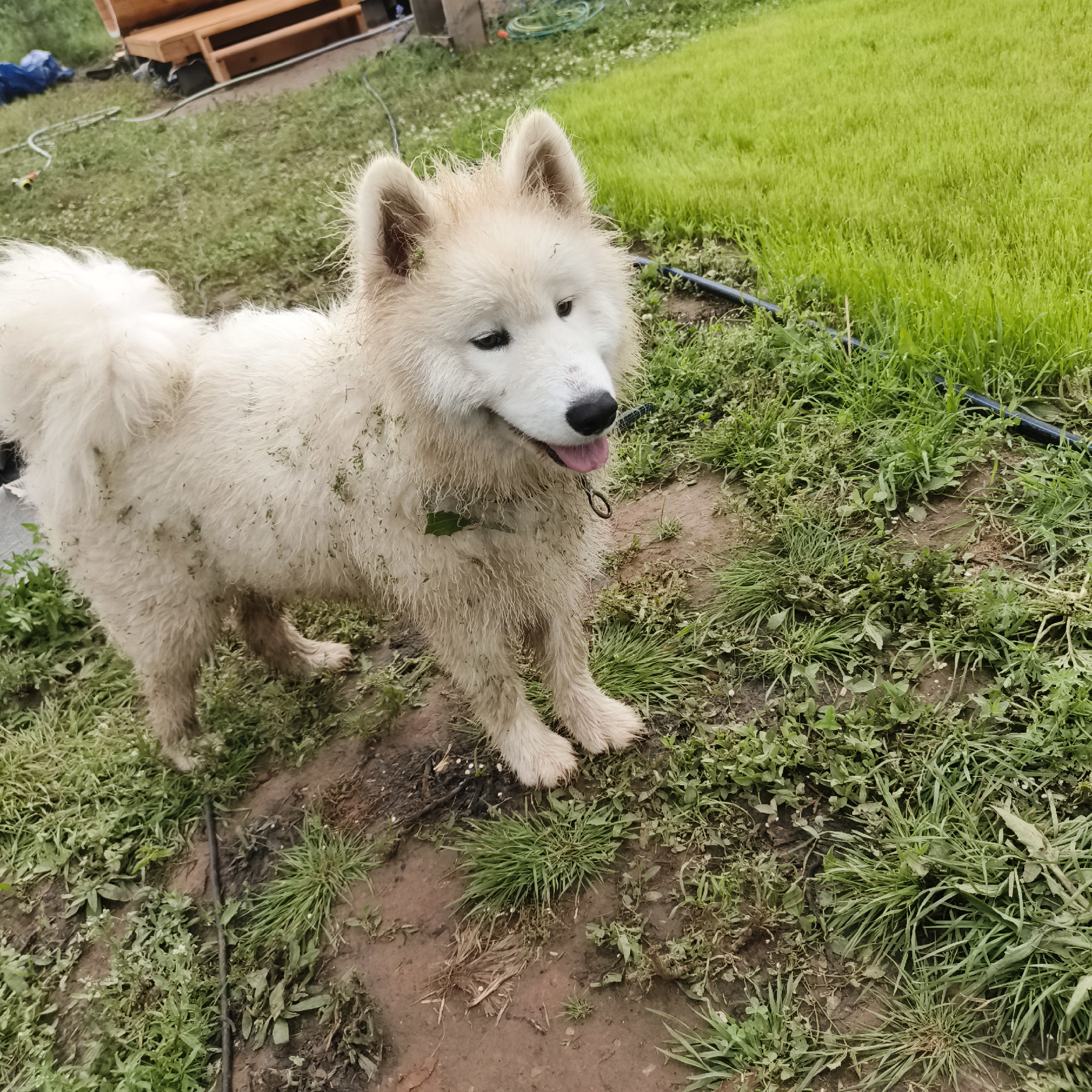 A fluffy, white Samoyed dog stands in a grassy and muddy yard. The dog is partially covered in green grass clippings, suggesting it may have been playing or rolling around. Its fur is somewhat matted and wet, adding to its disheveled appearance. The dog's tongue is slightly out, and it appears to be looking to the right of the frame with its head tilted. A dark collar is visible around its neck, with a green leaf attached.
The setting is outdoors, with abundant green grass and patches of exposed brown dirt. A black hose or cable runs along the ground in the foreground and midground. In the background, a wooden structure, possibly a bench or a low deck, is visible. Other blurry objects and a blue tarp are also present in the background. The lighting suggests it is daytime, possibly overcast due to the soft shadows. The overall scene conveys a sense of casual outdoor activity, likely a dog enjoying time in the yard despite the mess. The location is identified as Chaikovsky, Russia. No visible text is present in the image.