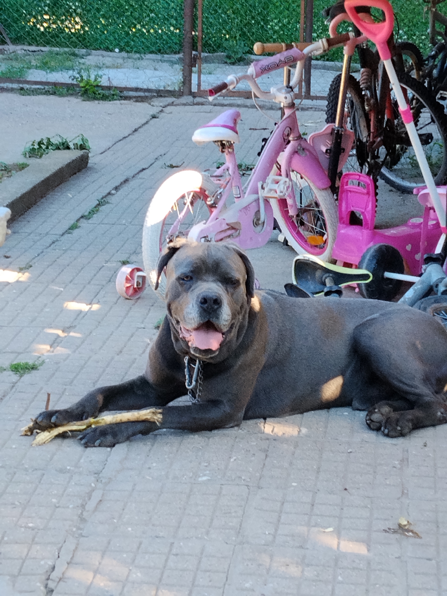 A large, gray dog with a thick build and a chain around its neck lies on a paved surface, holding a stick in its paws. The dog is panting with its tongue hanging out, and its eyes are open and looking towards the camera. Behind the dog, several bicycles and a pink tricycle are visible. The bicycles appear to be children's bikes, with one pink bike prominently displayed in the foreground. The environment suggests an outdoor setting, possibly a yard or driveway, with a chain-link fence and greenery in the background. The ground is made of concrete pavers. The lighting indicates it is daytime, with shadows cast across the scene.