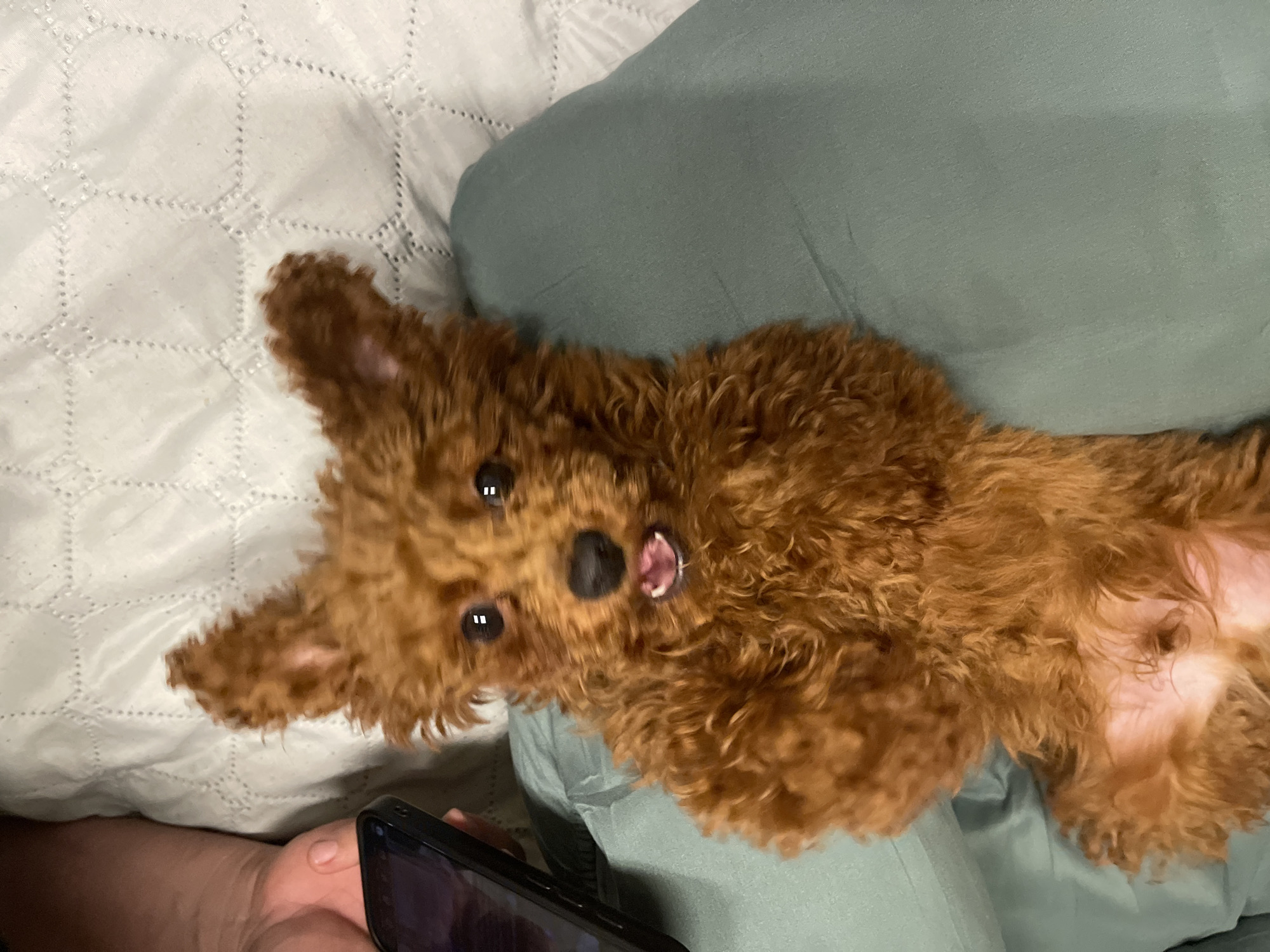 A small, brown, curly-haired dog (possibly a poodle or poodle mix) is lying on its back on a bed. The bed has a patterned white cover on one side and a solid greenish-blue pillow or cushion on the other. The dog's belly is exposed. A hand is visible in the lower left corner holding a black smartphone. The location cannot be determined from the image.