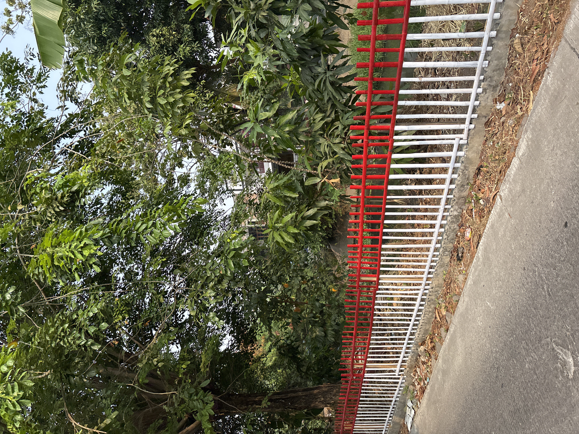 A red and white striped metal fence borders a paved area and a lush green natural environment. The fence features vertical white bars topped with horizontal red bars, creating a distinct visual pattern. Behind the fence, a dense collection of trees and foliage is visible, with some branches reaching towards the sky. In the distance, a building with white walls and balconies can be partially seen through the trees. The ground in front of the fence is covered with dry leaves and some scattered debris. The scene is illuminated by natural daylight.
