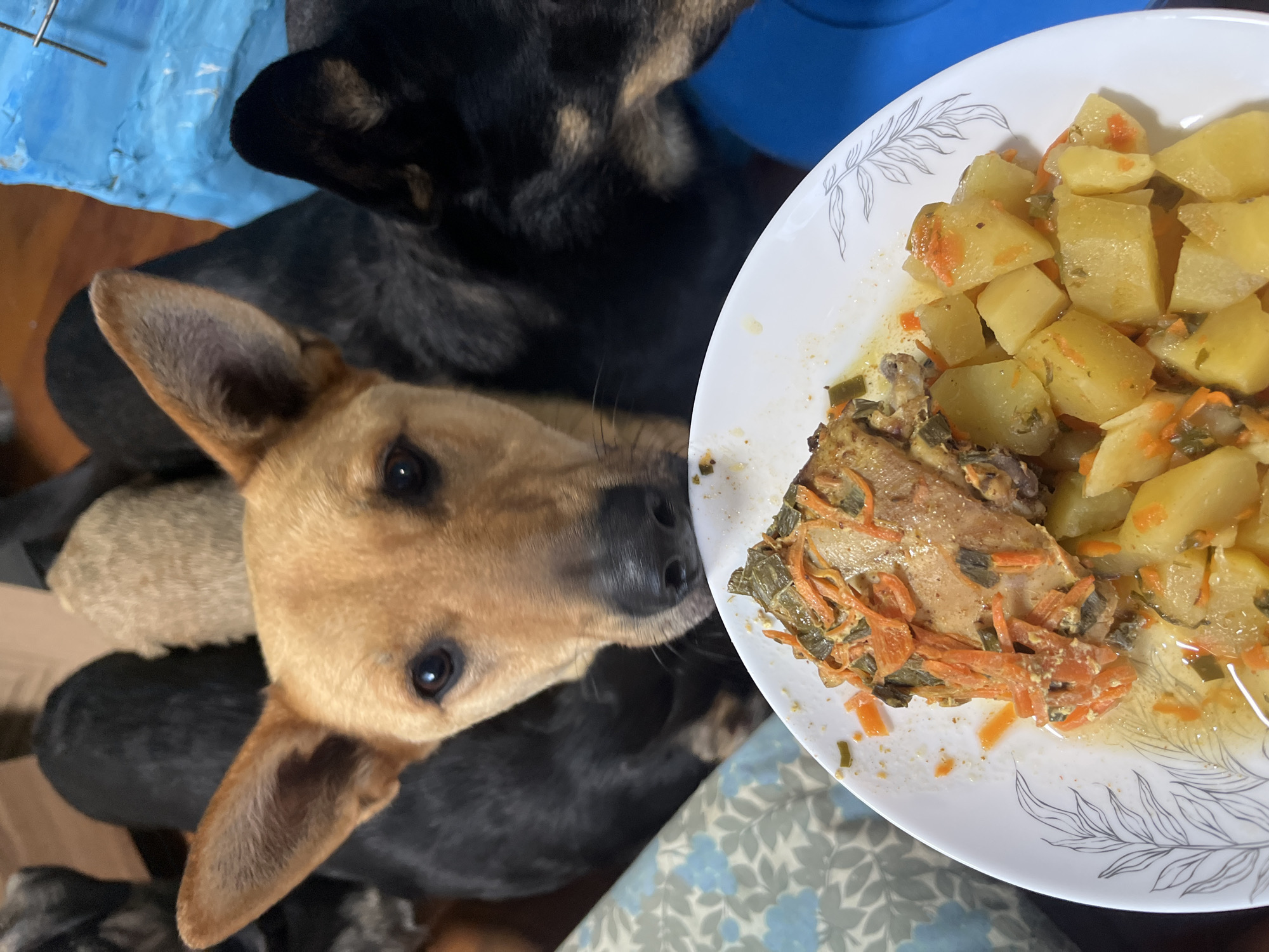 In Nizhny Tagil, Russia, a close-up shot captures a plate of food with several dogs in the background. The plate, with a delicate leaf pattern along its rim, holds a portion of chicken and potatoes, garnished with shredded carrots and green herbs. In the foreground, a tan and black dog with large ears is looking directly at the camera, its snout close to the plate. Behind it, other dogs, mostly black, are partially visible, their heads and backs obscuring each other. The setting appears to be indoors, with a blue plastic object visible in the upper right corner. The overall impression is a domestic scene of dogs anticipating a meal.