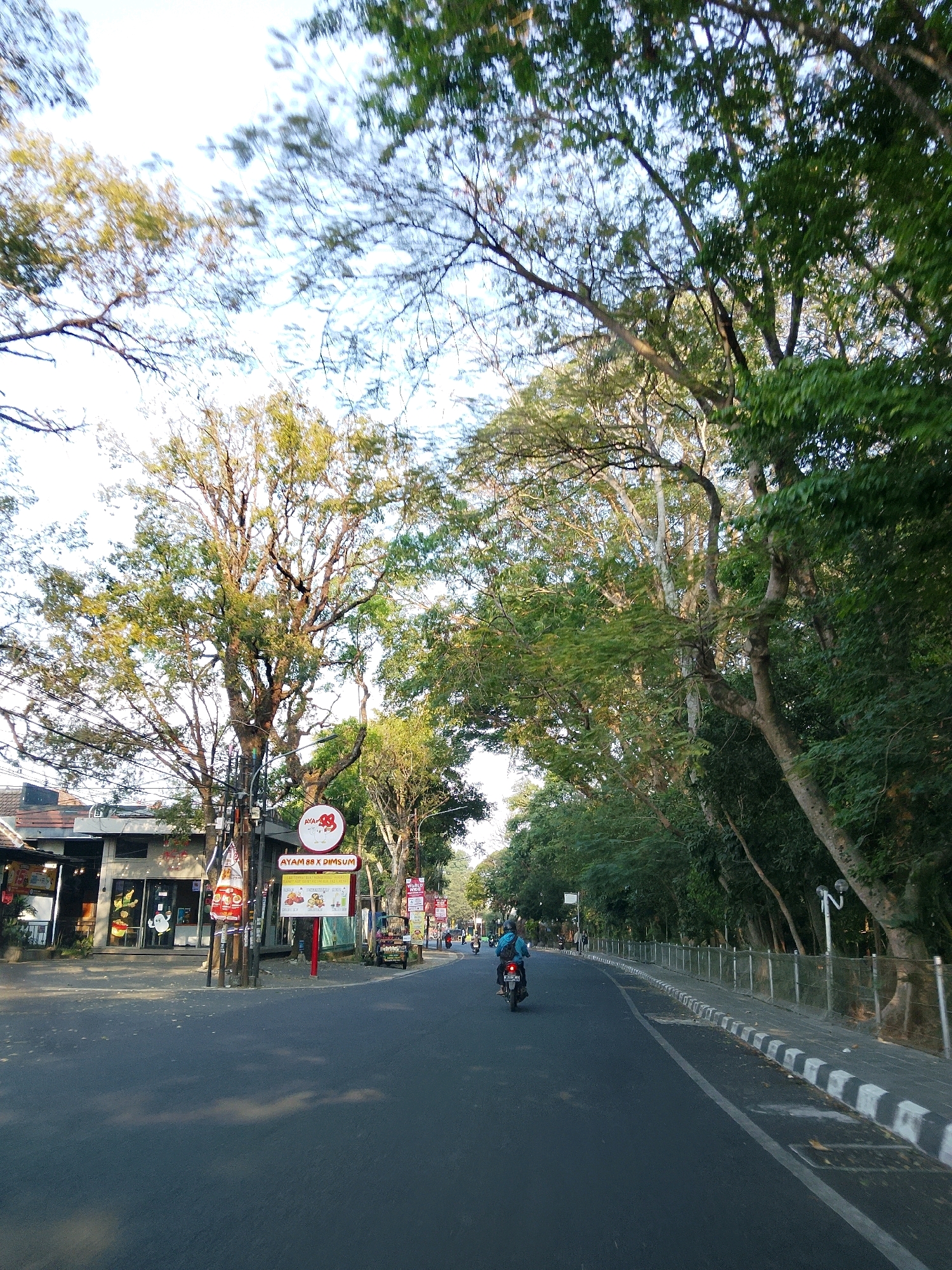 This is a wide-angle, eye-level, outdoor shot of a road in Malang, Indonesia, taken during daylight. The road is paved and appears to be an asphalt surface. On the left side of the road, there are buildings, possibly shops or restaurants, with a few people visible and some signage, including a red and white circular sign that reads "AYAM 88 X DIMSUM." There are also several tall trees lining both sides of the road, with lush green foliage. A lone motorcyclist is seen riding away from the camera in the middle of the road, wearing a blue shirt and helmet. The sky is visible through the canopy of the trees, with a bright, diffused light suggesting either early morning or late afternoon. A sidewalk with a decorative border is present on the right side of the road, separated by a metal fence. The overall impression is that of a street scene in a well-treed urban area.