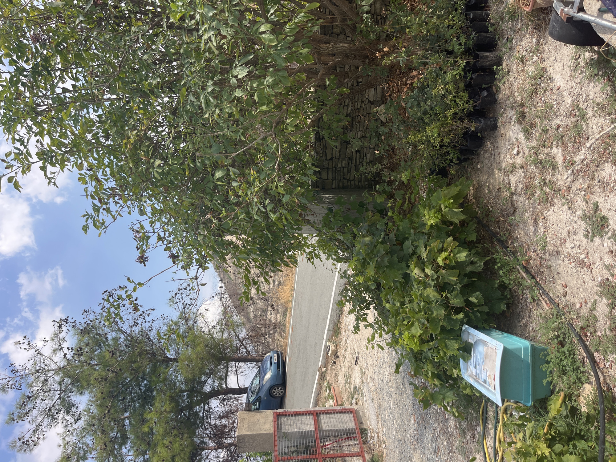 In the city of Silikou, Cyprus, on a sunny day with a partially cloudy sky, a scene unfolds on the side of a road. A blue hatchback car is parked on the asphalt, its wheels turned slightly towards the embankment. To the left of the car, a section of a gravel driveway leads past a red metal gate and a concrete pillar. In the foreground, a large tree with dense green foliage dominates the right side of the frame, its branches reaching upwards and outwards. At the base of this tree, a stone wall forms a backdrop to a collection of young plants, each potted in black plastic bags, lined up neatly. To the left of the large tree, a pile of leafy green cuttings rests on the ground near a turquoise plastic container with a light-colored lid. Yellow and black hoses snake across the gravel and dirt ground. The environment appears somewhat rural, with dry vegetation and rocky terrain visible on the hillside behind the road. No people are present in the scene.