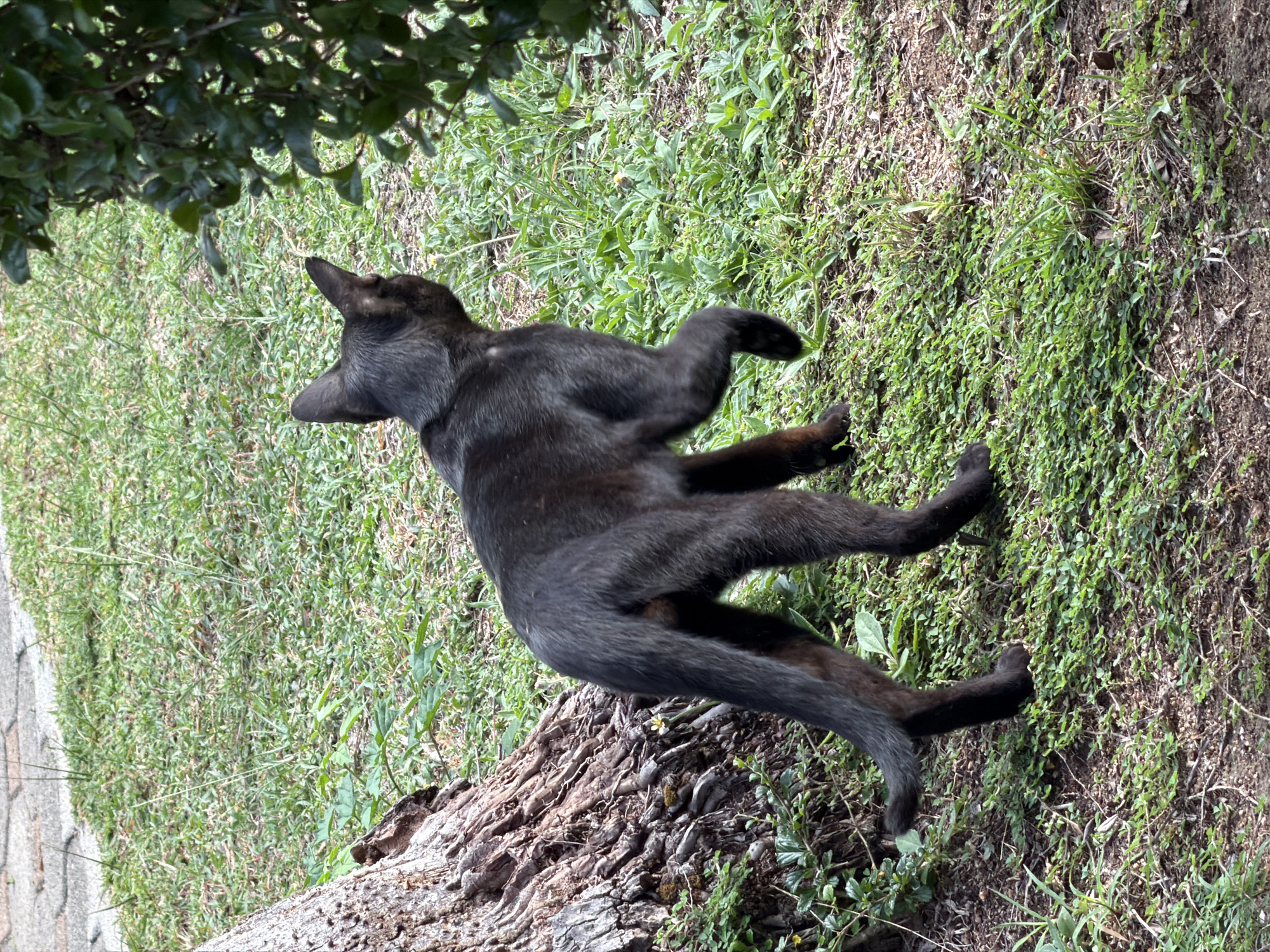 A black cat is depicted from behind, walking across a grassy area with a tree trunk on the left and green foliage on the right. The ground is covered in short green grass and some patches of dry soil. The cat is facing away from the camera and appears to be in motion. The background consists of more grass and what appears to be a paved walkway or path at the top of the image. The setting suggests an outdoor, possibly urban or suburban environment. The image was captured in Baan Chaweng, Thailand.