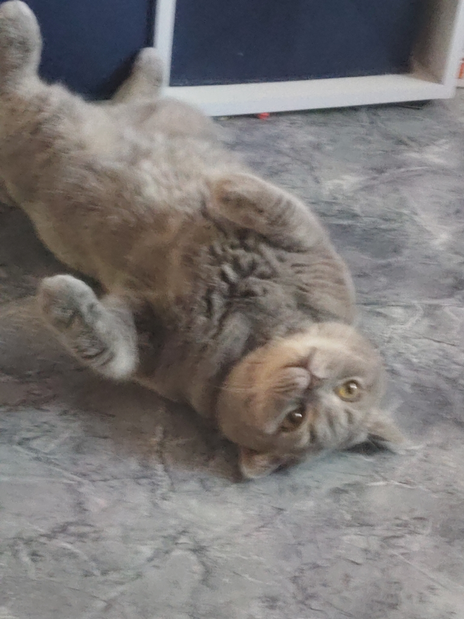 A light gray cat is lying on its back on a light gray floor with dark gray marble-like swirls. The cat's paws are in the air, and its head is turned toward the camera. Behind the cat is a white-framed shelf against a dark blue wall. The location is in the city of Unknown, Unknown.