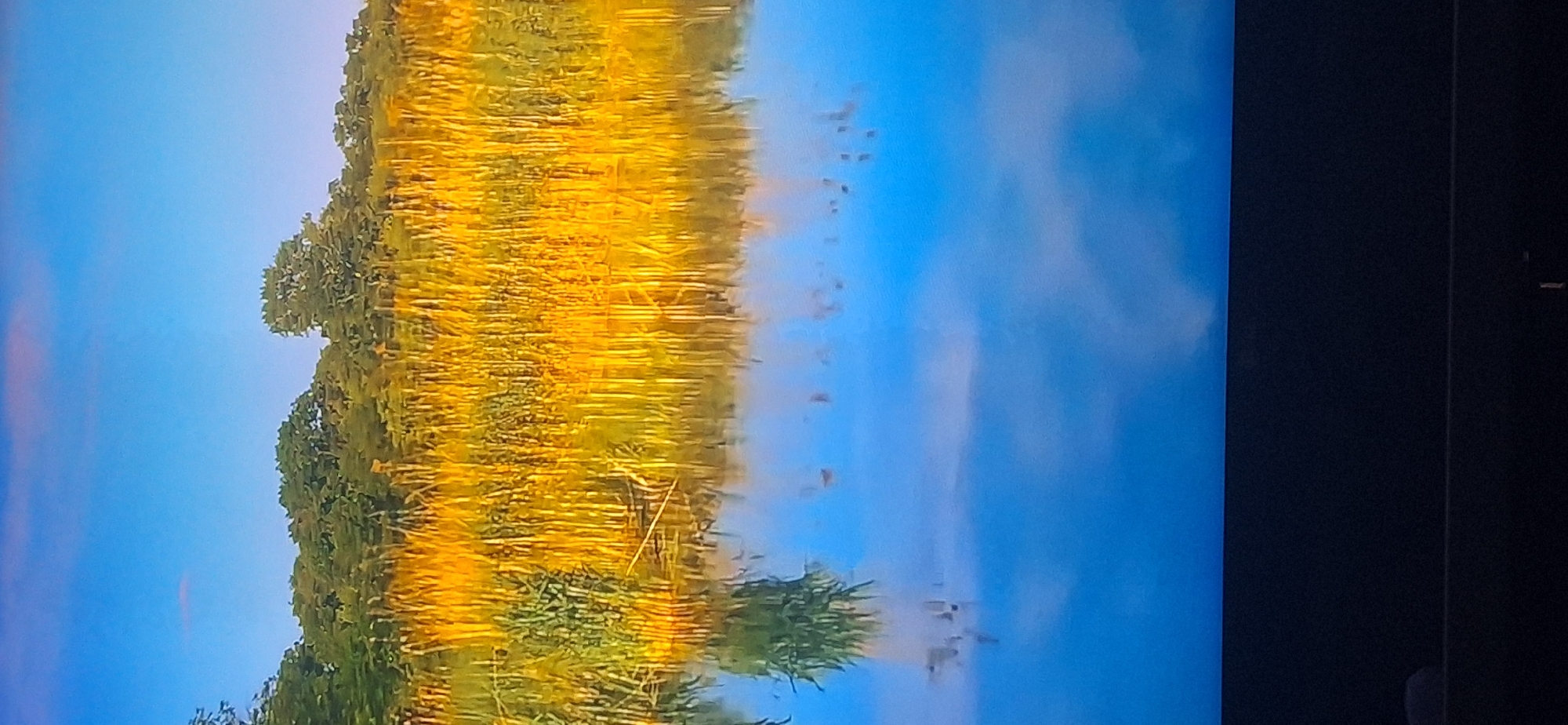 The image depicts a serene natural landscape, likely a body of water reflecting a treeline and sky. The water is a deep blue, with a clear reflection of tall reeds or grass, predominantly golden in hue, growing along the edge of the water. Above the reeds, a line of lush green trees forms a dense canopy against a bright blue sky. There are a few faint pinkish clouds visible in the sky. The bottom portion of the image shows a dark, indistinct area, possibly the edge of a platform or the bottom of a screen displaying the image.
Given the prompt's specific request for a location in Bila Tserkva, Ukraine, and the visual information, a plausible interpretation is that this image captures a scene from the Ros River embankment in Bila Tserkva, or a similar natural area within or near the city known for its water bodies and vegetation. The specific type of reeds and trees, if identifiable to a local botanist, could further pinpoint the location. However, without further context or local knowledge, this remains a general description of a natural scene. There are no people or discernible actions in the image. The environment is characterized by calm water, abundant plant life, and a clear sky, suggesting a peaceful, natural setting.