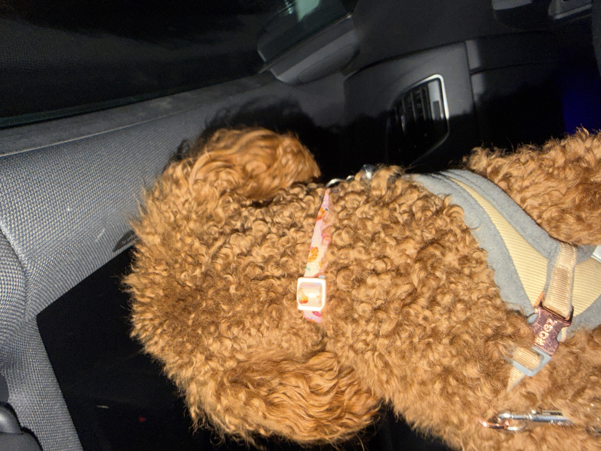 The image presents a close-up, top-down perspective of a reddish-brown, curly-haired dog inside a car, situated in what is contextualized as Sofia, Bulgaria. The dog, likely a poodle or similar breed, is viewed from its back and right side, appearing to be resting or observing its surroundings. Its head is turned towards the left side of the frame.
The dog is equipped with a light pink collar featuring a small, white, translucent buckle or charm with a subtle, colorful graphic on it, possibly fruit or a cartoon character. Over its back, it wears a two-toned harness, predominantly grey with beige straps. A metallic D-ring or clip is visible at the rear of the harness, to which a leash or tether is attached. One of the harness buckles clearly displays the text "ROOSY".
The setting is the interior of a vehicle. To the left of the dog, a textured grey fabric door panel is visible. Towards the upper and right portions of the frame, dark windows and parts of the car's dashboard are seen, including an air vent with a silver-colored trim. The overall lighting is dim, suggesting the scene takes place at night or in a low-light condition, with the dark windows reflecting minimal light. The dog's posture indicates a sense of calm or relaxation.
