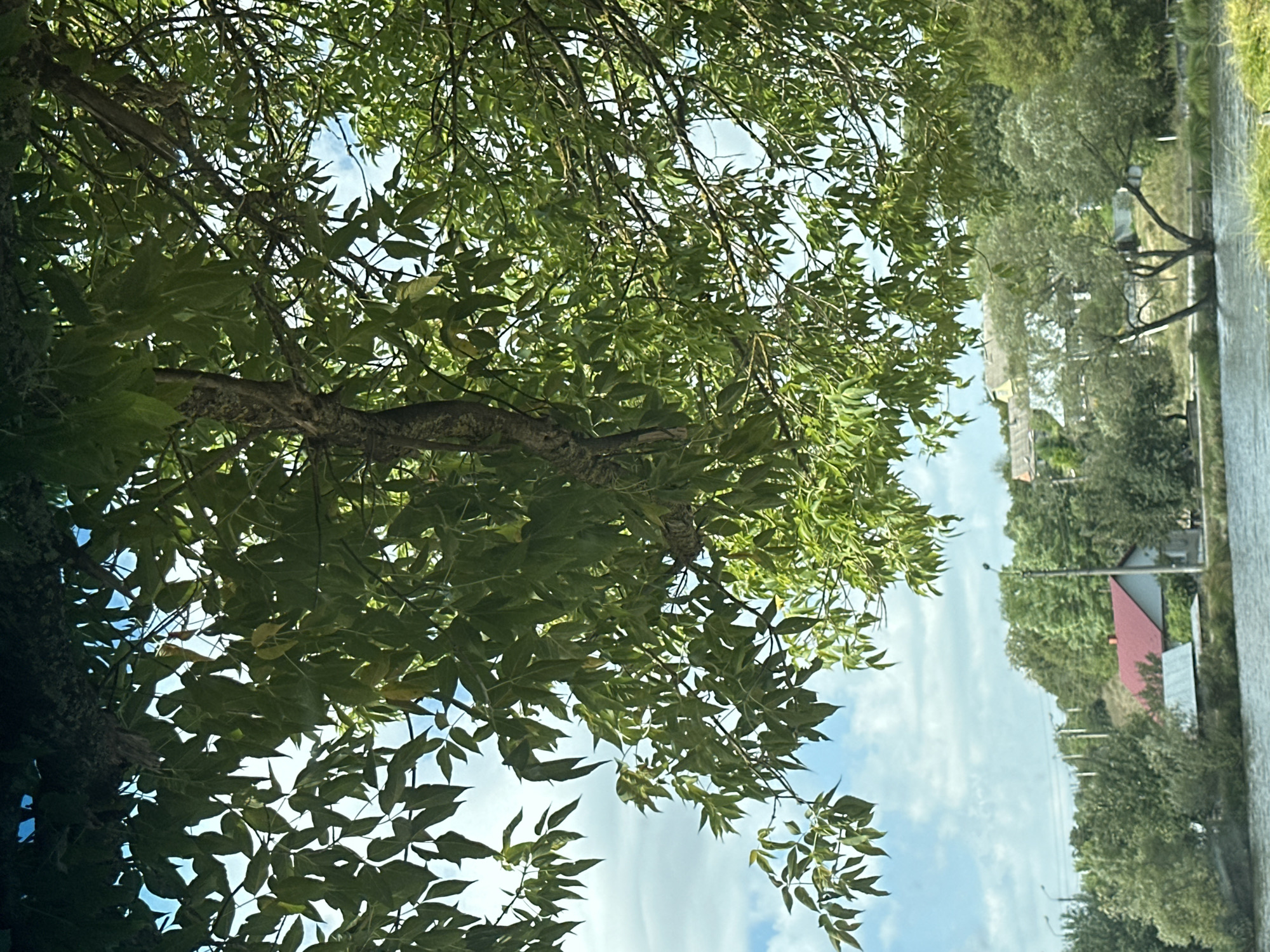 The image depicts a view through lush green foliage of a tree, with its branches and leaves obscuring parts of the sky and a distant landscape. Below the tree canopy, a body of water, likely a river or lake, occupies the foreground. On the opposite bank, a semi-rural scene unfolds, featuring a cluster of houses with red and grey roofs nestled amongst trees and greenery. Some of these structures appear to be modest dwellings. Overhead power lines and lampposts are visible, suggesting some level of infrastructure. The sky is partly cloudy, with patches of blue visible between the clouds. The overall impression is one of a tranquil, natural setting on the outskirts of a settlement. The image is taken from a low angle, looking upwards and across the water. There are no people or animals visible in the frame. The location is Makiv, Ukraine.