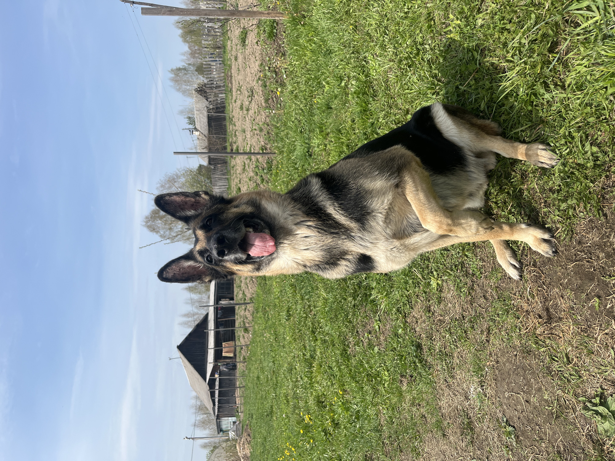 A German Shepherd dog is lying on its side in a grassy field. The dog has a black and tan coat and is panting with its tongue out. The background includes a wooden fence, a few trees, and wooden buildings. The scene appears to be in a rural or semi-rural area, suggesting a possible location in Nizhny Tagil, Russia.