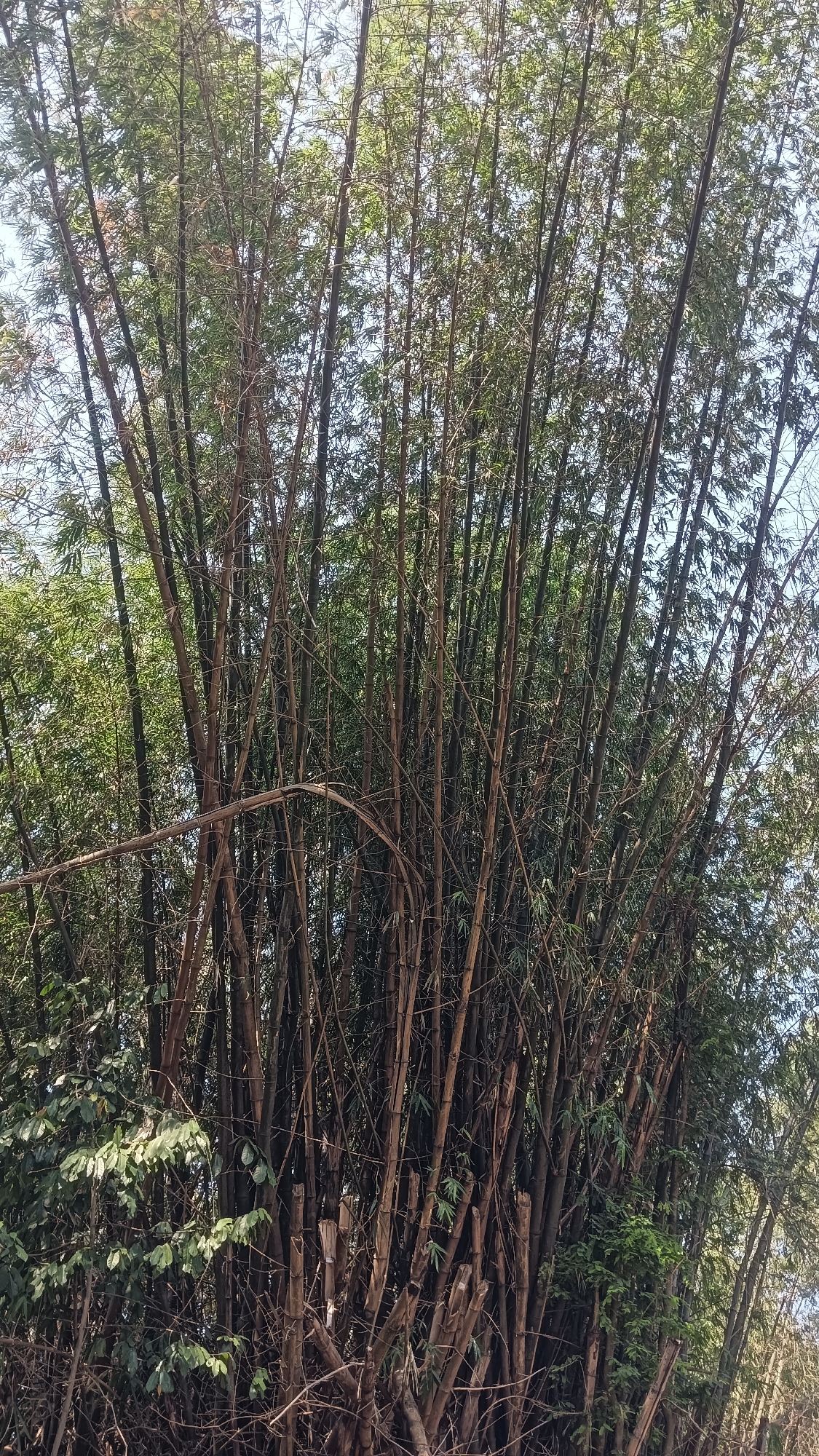 The image depicts a dense grove of bamboo trees with dark brown and green stalks reaching towards a bright sky. The bamboo stalks are closely packed together, creating a wall of vegetation. Some of the stalks are thin and wispy, while others are thicker and more robust. Many of the stalks are dry and bare, with only a few sparse leaves remaining, while others are covered in lush green foliage. The ground beneath the bamboo is not visible, but it appears to be covered in undergrowth and fallen leaves. The overall impression is one of a wild and untamed natural environment. This scene is located in Tanggan, Indonesia.