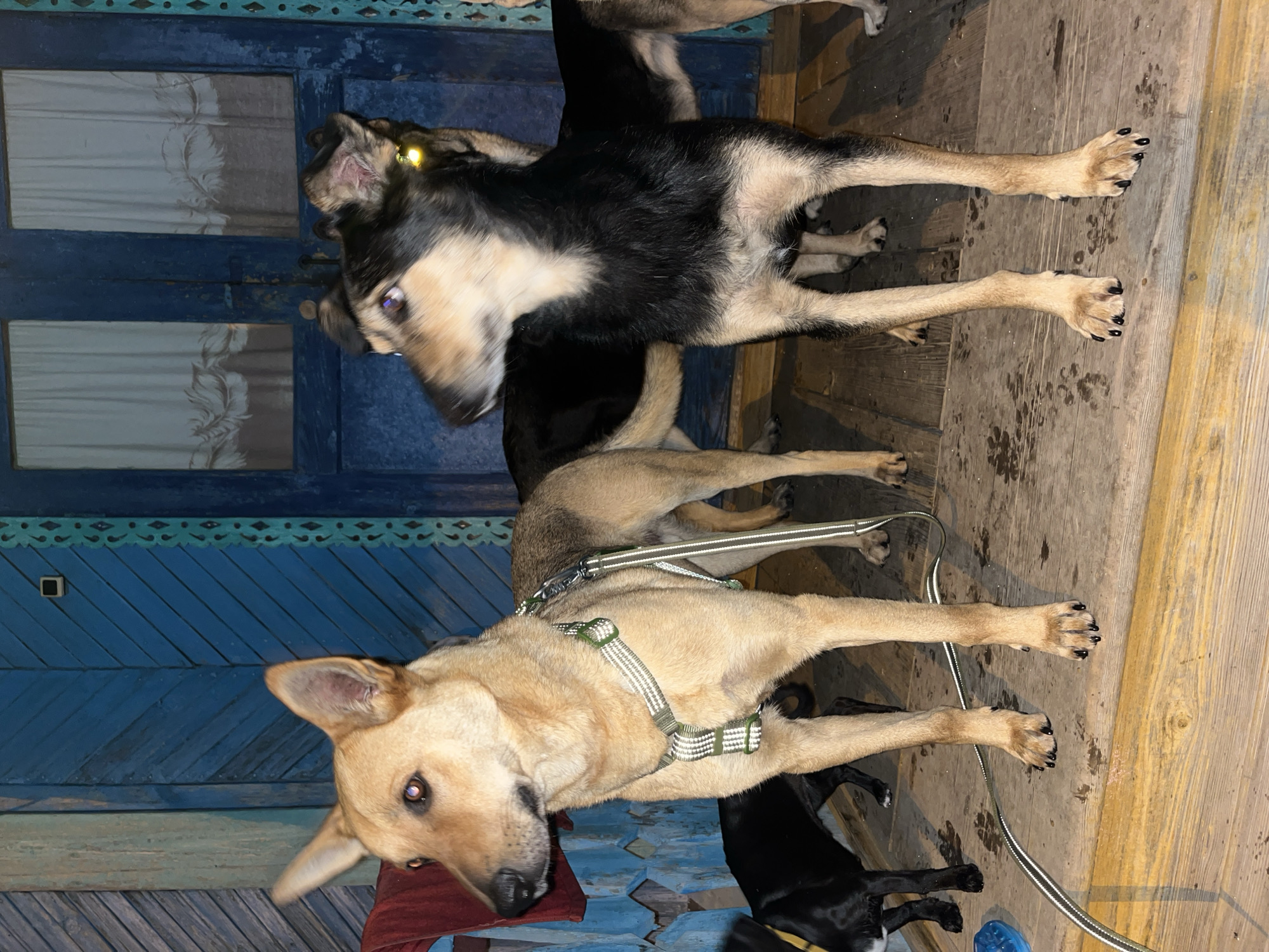 The image depicts a group of dogs on a wooden porch in front of a blue wooden door in Nizhny Tagil, Russia. Two dogs are prominently featured in the foreground. The dog on the left is a light tan German Shepherd mix with pointed ears and a green and white harness. The dog on the right is a darker colored dog with black and tan markings and perked ears, a small yellow light attached to its left ear. Several other dogs, including a black one, are visible in the background. The porch floor is made of wooden planks and appears slightly wet. The background shows a rustic blue door with carved decorative elements and glass panes with curtains. The overall scene is dimly lit, suggesting it is nighttime or dusk.