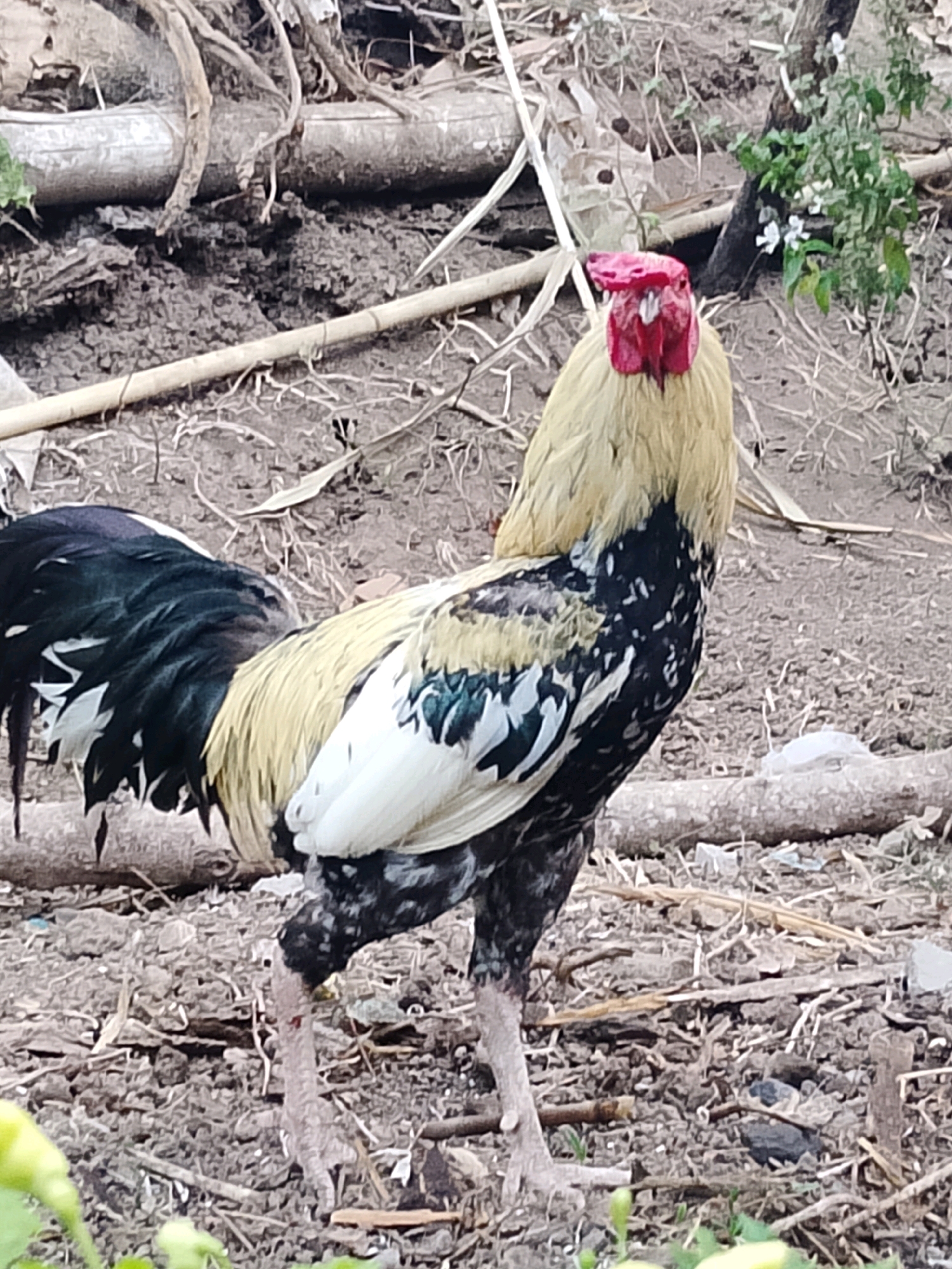 An adult rooster stands in a dirt area with scattered debris. The rooster is a mix of golden, black, white, and green feathers. Its comb and wattle are bright red. The background consists of dirt, dry branches, and some green foliage. The image is taken at eye-level with the rooster.