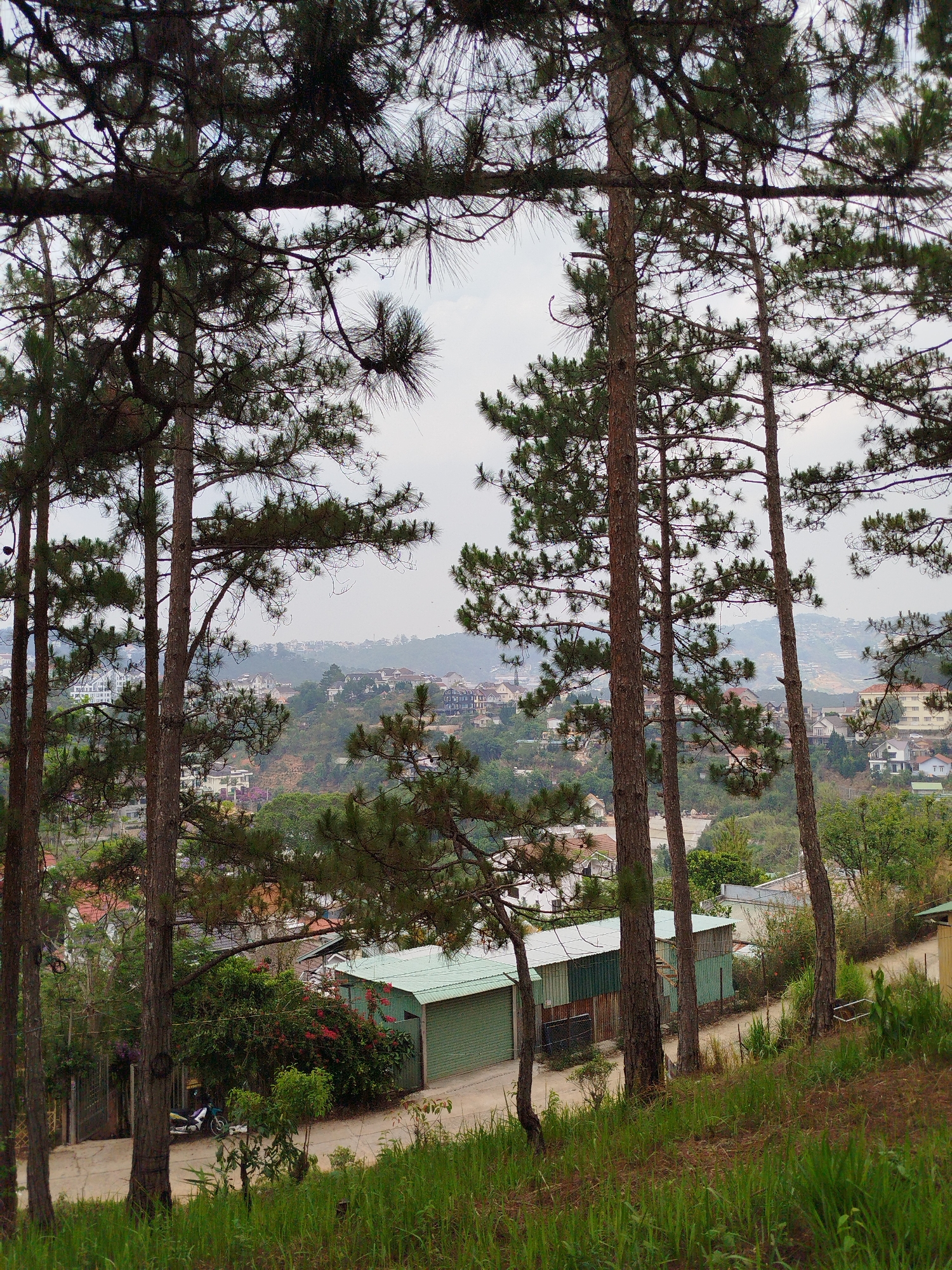 The image shows a view from a hillside in Da Lat, Vietnam, framed by tall, slender pine trees. The foreground features grass and a glimpse of a paved road with a parked motorbike in front of a building with a corrugated metal roof and partially open gate. In the middle ground, there is a cluster of buildings, including residential houses, interspersed with trees and vegetation. The background reveals a hazy cityscape of Da Lat, with buildings extending across a rolling landscape under a cloudy sky.
