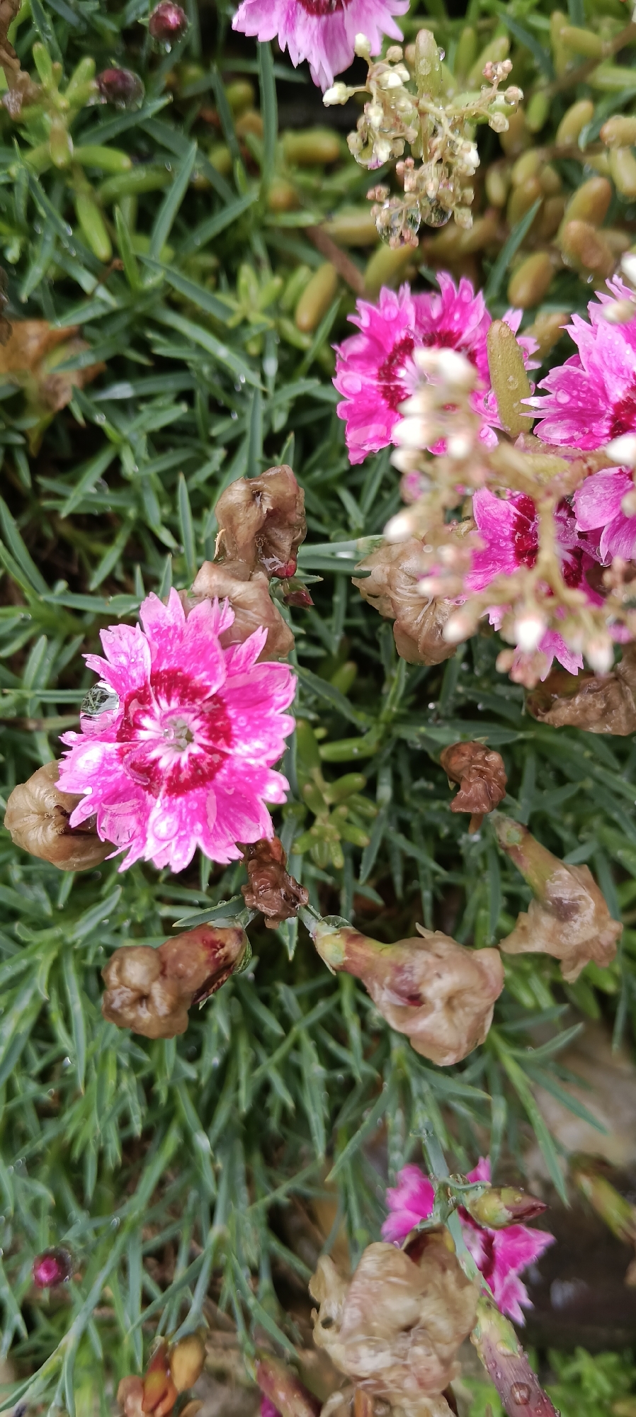 The image is a close-up, vertical shot of pink flowers with green foliage and dried seed pods. The flowers are in various stages of bloom, with some fully open and others still budding. Water droplets are visible on the petals and leaves, suggesting recent rain or dew. The dried seed pods are brown and shriveled, contrasting with the vibrant pink of the flowers. The background is a blur of green, indicating a natural outdoor setting. The scene appears to be a garden or a park, possibly in the city of Wels, Austria, given the context of the request. There are no people or animals present in the image.