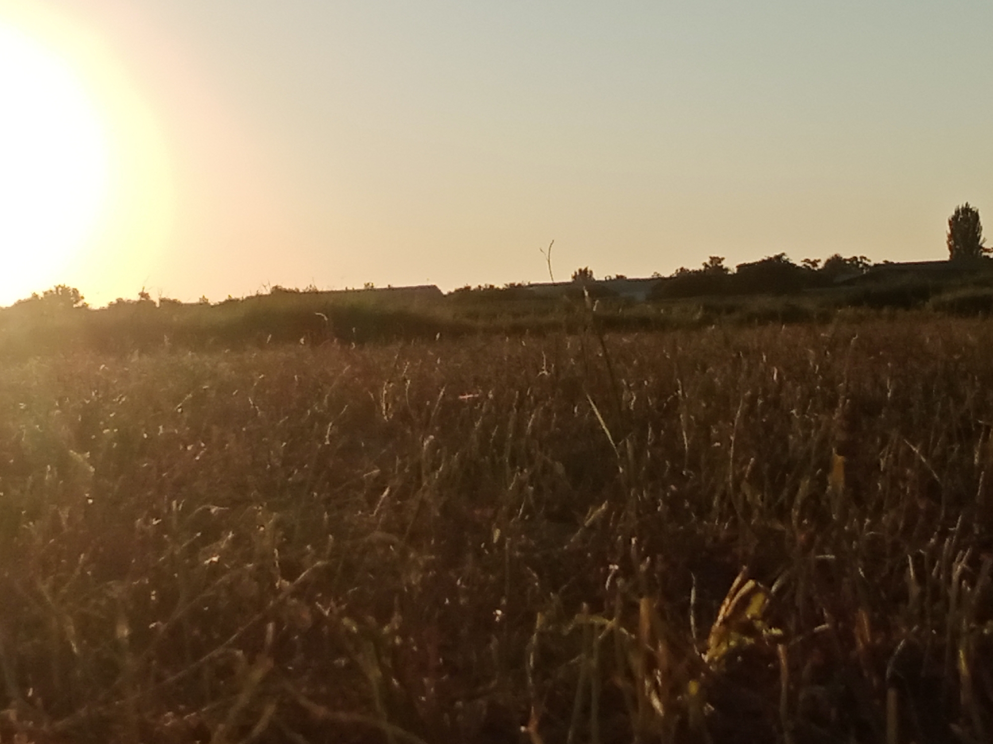 The image captures a sunset over a rural landscape in Romitan, Uzbekistan. A bright, diffused sun is visible in the upper left quadrant, casting a warm glow across the scene. The foreground is dominated by tall, dry grass, appearing as a dense, textured field. In the middle ground, a line of trees and shrubs creates a silhouette against the horizon. Several low-lying structures, possibly buildings or outbuildings, are discernible behind the vegetation. The sky is a clear, pale yellow, transitioning to a lighter hue towards the top of the frame. The overall impression is one of natural, undisturbed scenery at dusk.
