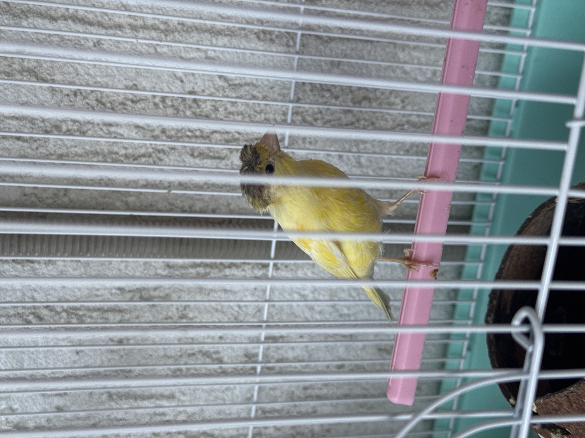A yellow canary with a crest of darker feathers on its head is perched on a pink plastic bar inside a white metal birdcage. The background of the cage is a rough, light-colored surface. Below the pink bar, a green plastic tray is visible, and a section of a coconut shell is present in the lower left corner. The image does not provide any information about Moscovei, Moldova.
