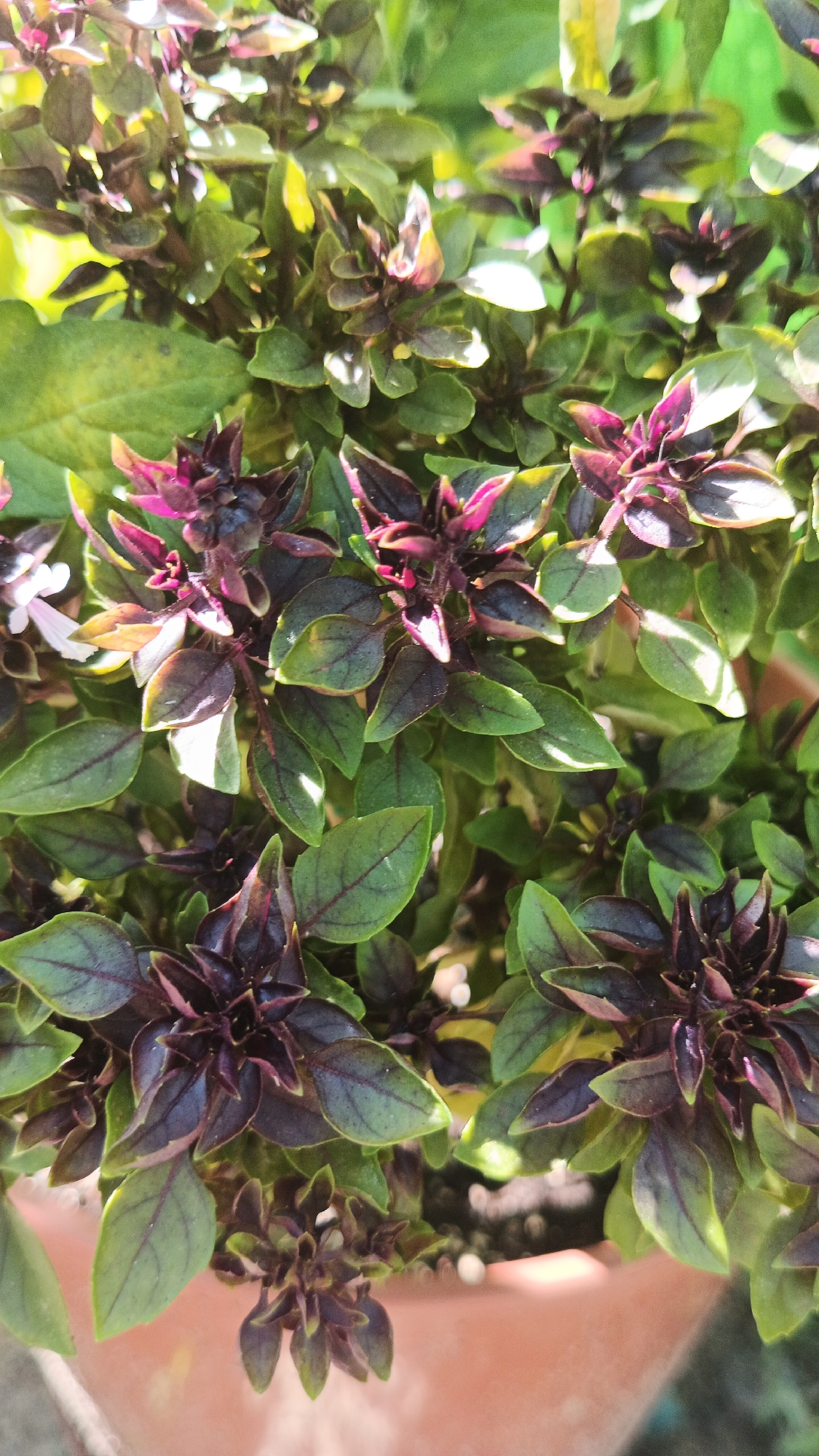 The image displays a close-up view of a dark purple basil plant with green leaves, potted in a terracotta pot. The plant is situated in an outdoor environment, with sunlight casting shadows and highlights on the foliage. There is no visible indication of the city of Kryvyi Rih, Ukraine, or any people present in the scene. The focus is solely on the botanical details of the basil plant.