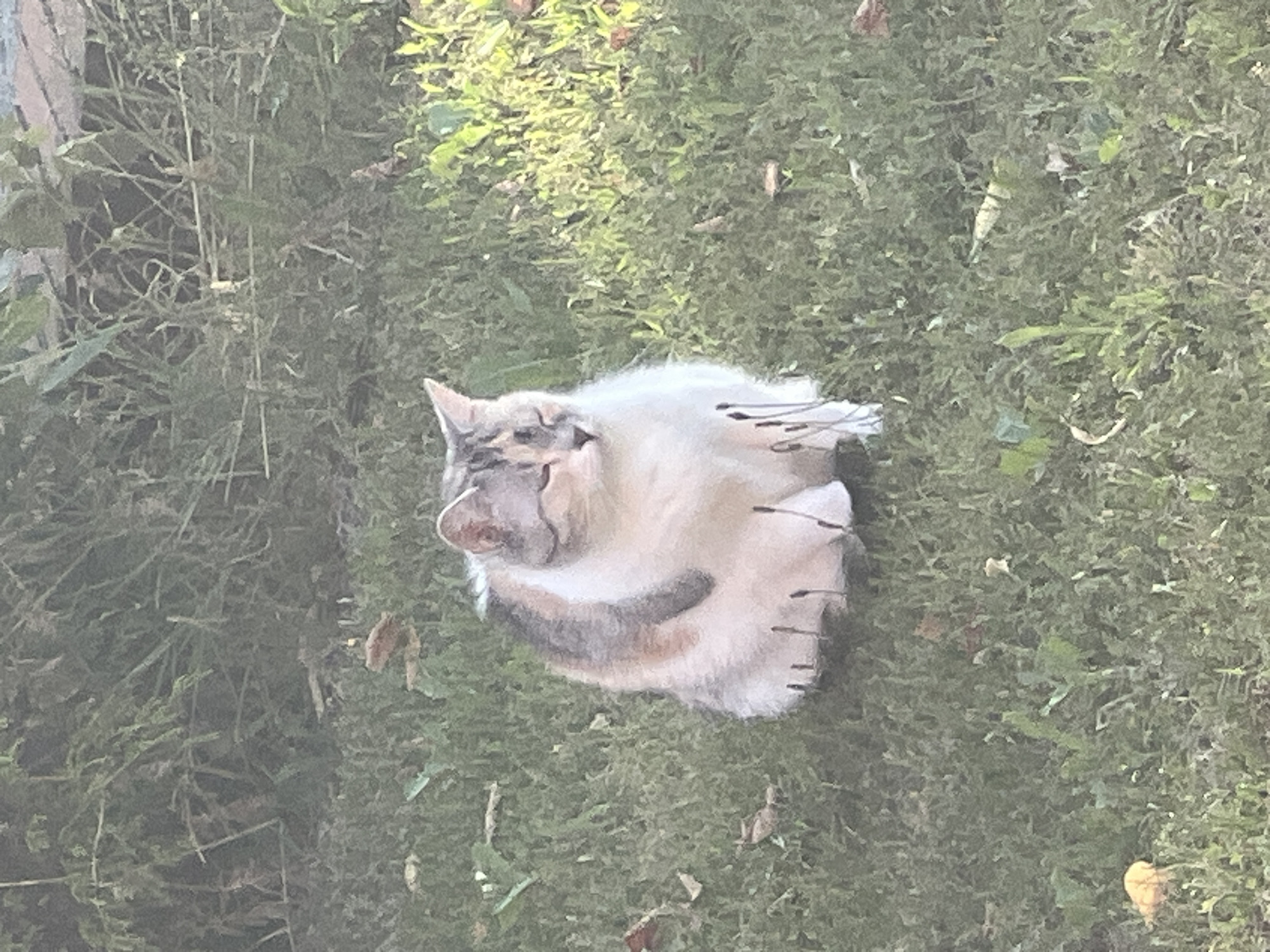 An outdoor, medium shot captures a calico cat sitting on a patch of green grass. The cat is mostly white with patches of grey, tan, and black. Its eyes are partially closed, and its ears are alert. The grass is somewhat overgrown with scattered leaves and some dry grass stalks. In the background, out-of-focus greenery and some wooden structures are visible. The lighting suggests it is daytime, with sunlight casting some shadows and highlighting parts of the scene. The location is identified as Unknown, Unknown.