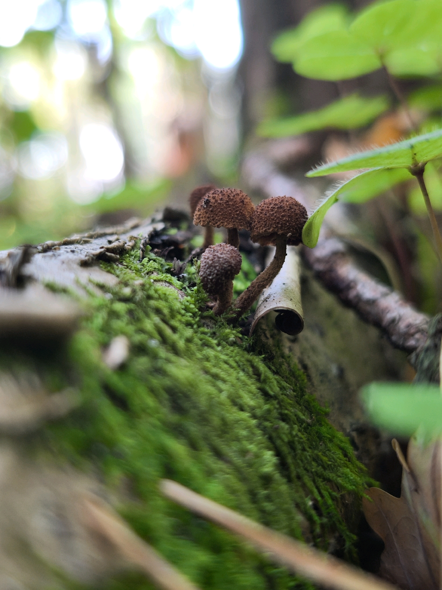 A close-up, low-angle shot captures a cluster of small, brown, textured mushrooms growing on a moss-covered log. The mushrooms have rounded caps with a granular surface and slender stems. Lush green moss blankets the surface of the log, creating a vibrant contrast with the darker mushrooms. In the background, out-of-focus green leaves and blurred bright circles of light suggest a natural, possibly wooded environment. The foreground is also blurred, with hints of dry leaves and twigs. The image appears to be taken in a forest setting, possibly in or around Кадзінскі сельскі Савет, Belarus, given the context.