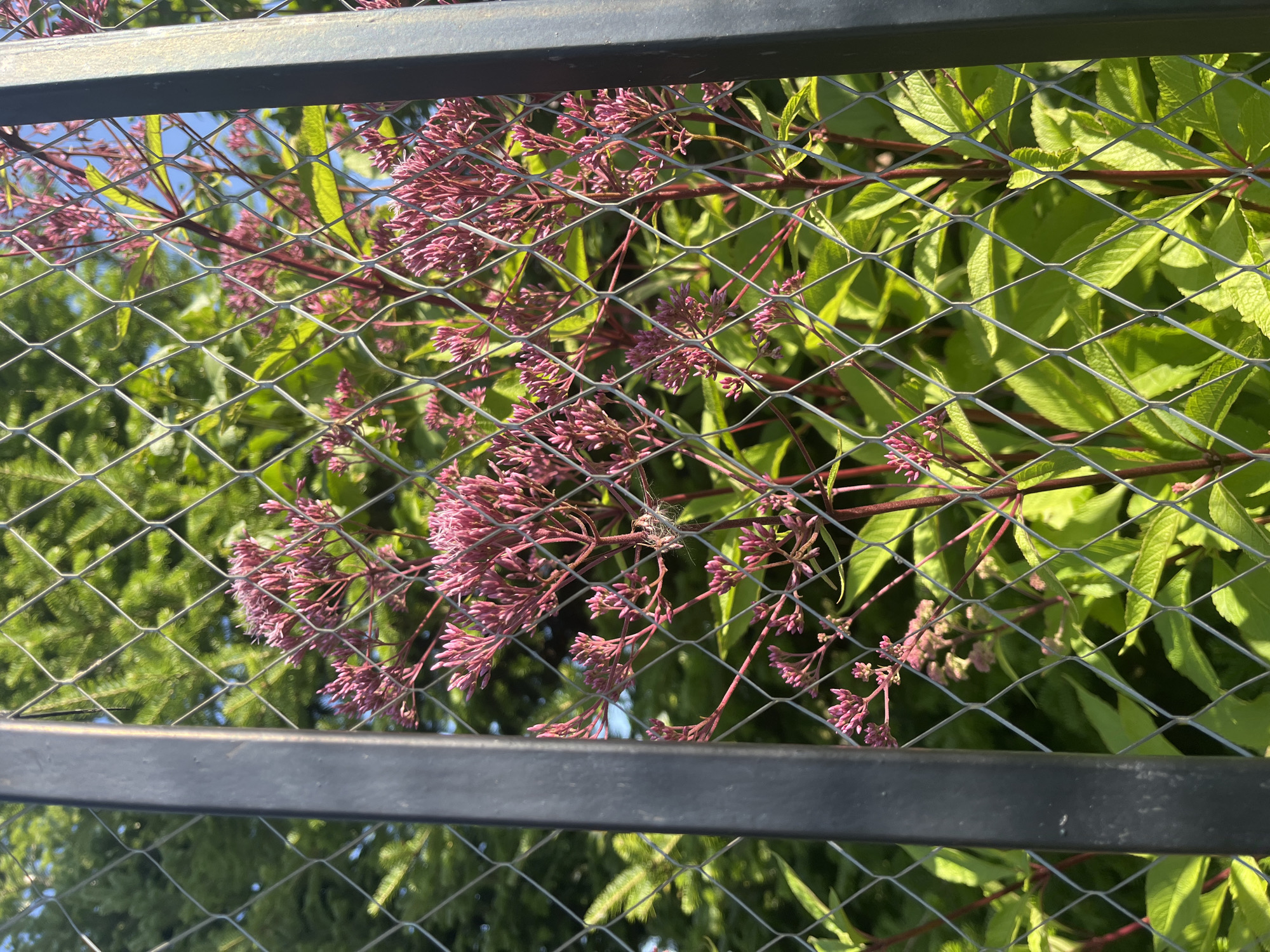 In Vladimirovka, Russia, a plant with pink blossoms is visible through a metal fence. The plant has numerous small, tightly clustered pink flower buds on thin stems, supported by reddish-purple stalks. Lush green foliage surrounds the blossoms. The fence, constructed of diamond-shaped metal mesh, is a prominent element in the foreground, with a dark metal support post on the right side of the frame. The background reveals more greenery, likely trees or bushes, and a clear blue sky. The scene appears to be outdoors on a bright, sunny day. There are no people or animals visible.