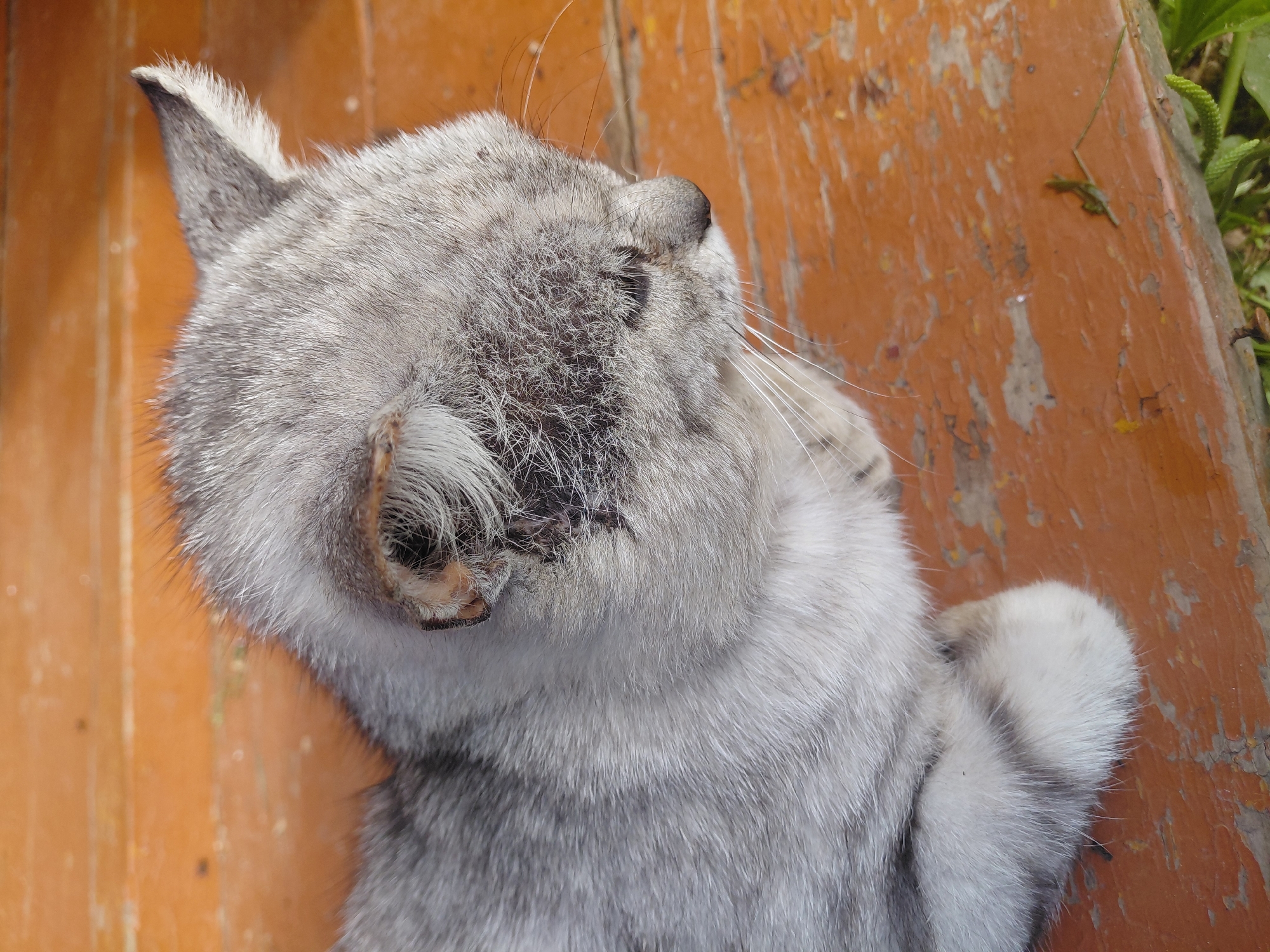 A close-up, overhead shot shows a grey and white tabby cat lying on a weathered, orange wooden surface, likely a bench or table. The cat's fur is fluffy, with darker grey stripes on its head and body. Its eyes are partially closed, and it appears to be resting or sleeping. The wooden surface is worn and shows patches of peeling paint and some small dark spots. In the lower right corner of the image, a patch of green grass and foliage is visible, suggesting an outdoor setting. The scene is devoid of any human presence or activity. The location is described as Malinovka, Russia, implying this could be a domestic or public outdoor space within that area.