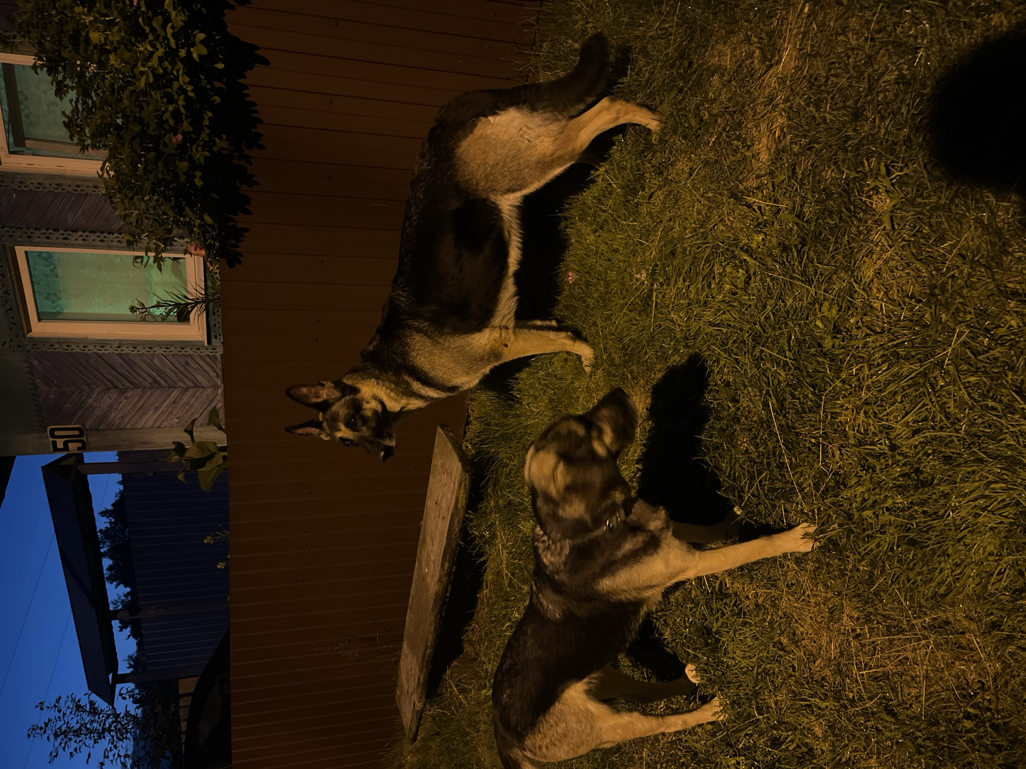 Two German Shepherd dogs are in a grassy yard at dusk, near a wooden fence and a rustic house. The dog on the left is in the foreground, facing away from the camera, with its head turned to the right. The dog on the right is in the middle ground, standing and looking to the left. A wooden bench is visible behind the dog on the left. The house in the background has ornate trim around the windows and a house number "50" is visible on a post. The sky is a deep blue, indicating twilight. The scene appears to be in a residential area in Nizhny Tagil, Russia.
