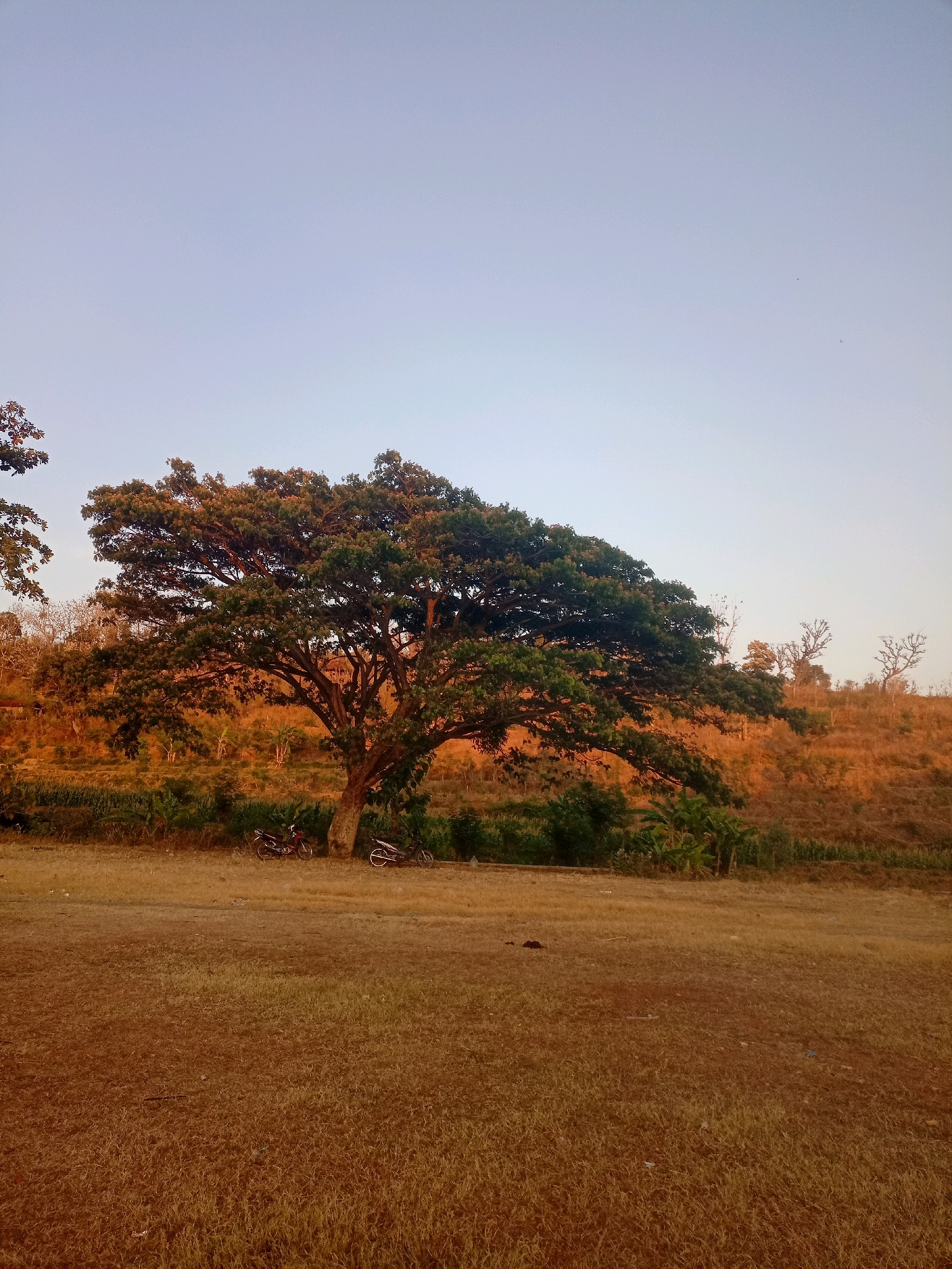 In Manggar, Indonesia, a vast, old tree with a sprawling canopy dominates the landscape. Its branches are laden with green leaves, casting a shadow over the dry, yellow grass in the foreground. Two motorcycles, one red and one silver, are parked near the base of the tree. Behind the tree, a gentle slope rises, covered in dry vegetation and dotted with a few scattered trees, some of which appear bare. The sky above is a pale blue, transitioning to a lighter hue near the horizon. The lighting suggests it is either early morning or late afternoon, with the sun casting a warm glow on the scene. The overall impression is one of rural tranquility.