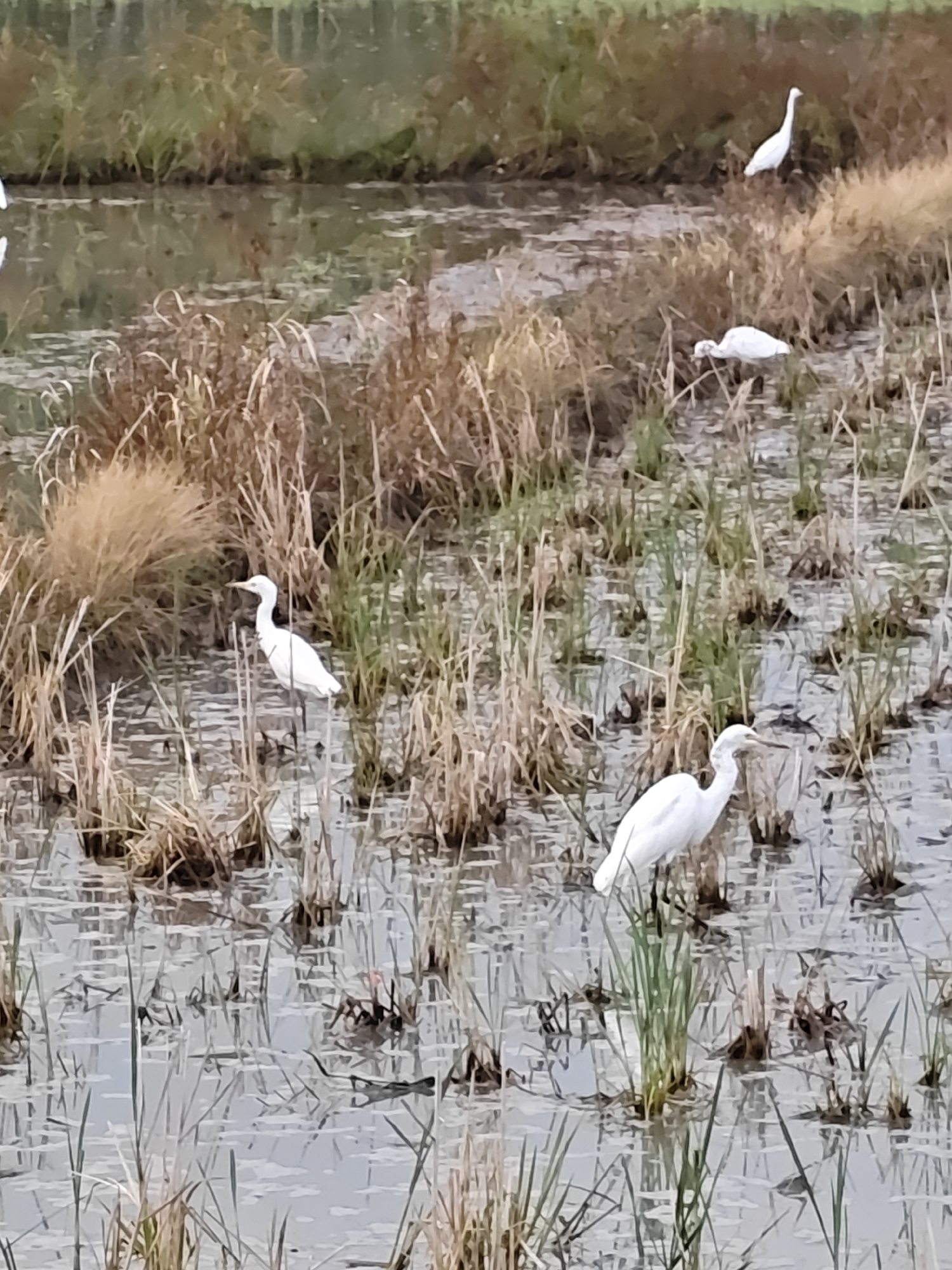 The image shows a paddy field in Meunasahalue, Indonesia, with several white egrets wading in the shallow water. The field is covered with dry reeds and green grass, indicating it is likely harvest season or just after. The water reflects the overcast sky and the surrounding vegetation. In the foreground, two egrets are visible, one standing and looking to the left, and another with its head down as if foraging. In the background, two more egrets are present, one standing and the other with its head down. The overall scene is tranquil and depicts the natural habitat of these birds.