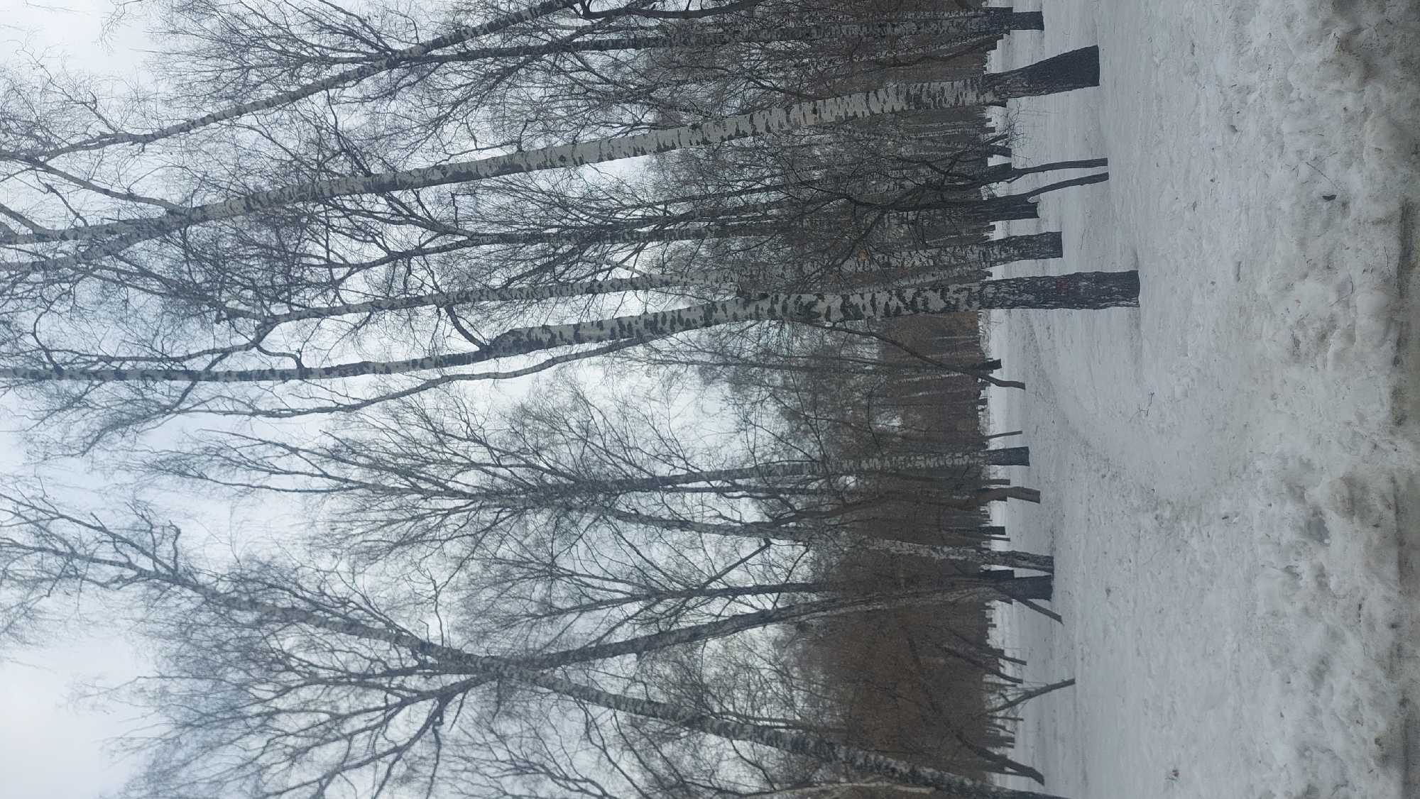The image depicts a snow-covered landscape of a birch forest in Novosibirsk, Russia. The trees are bare, without leaves, and the ground is covered in white snow. The sky is overcast and gray. No people are visible in the scene.