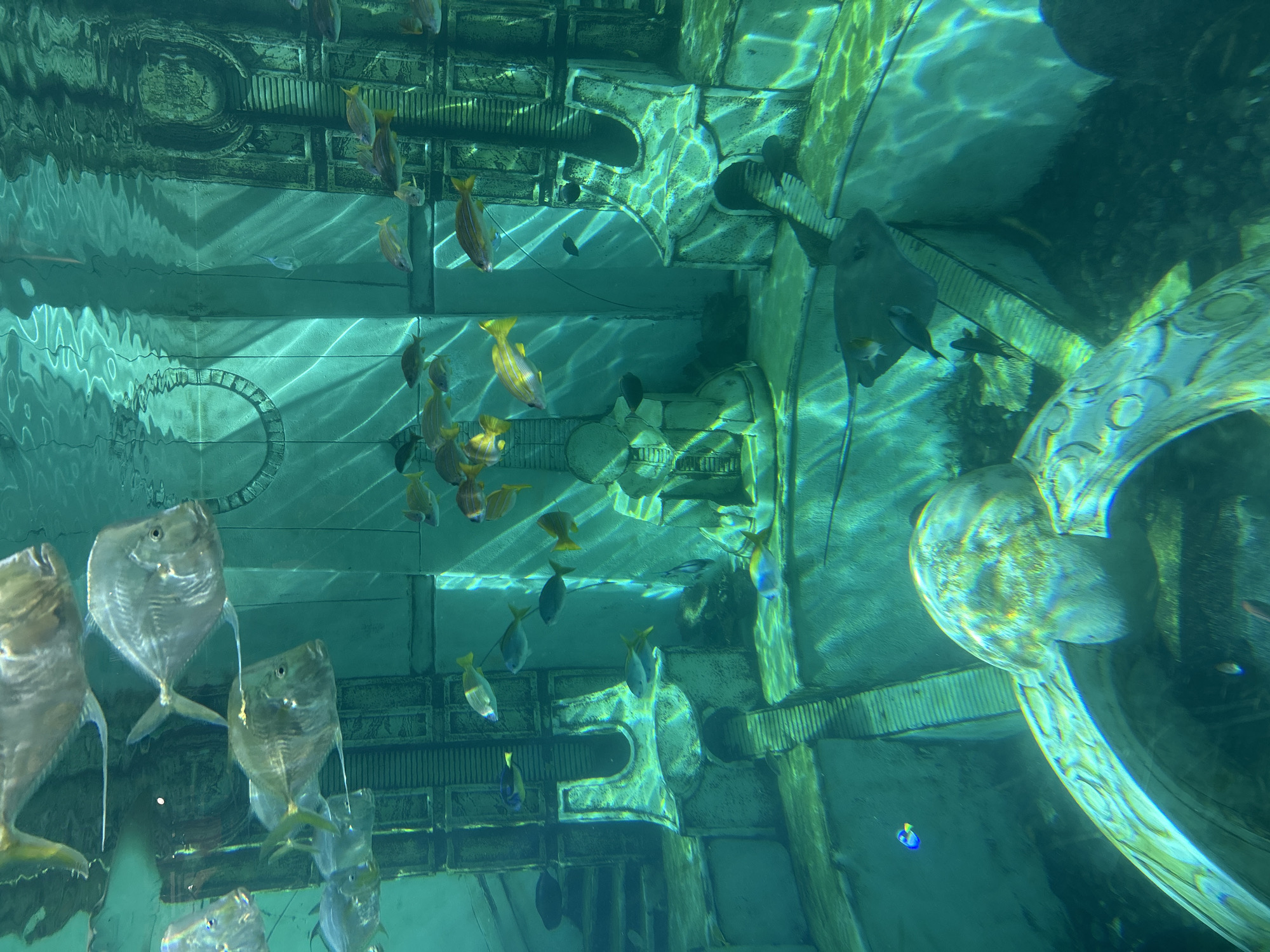 The image depicts an underwater scene, likely an aquarium exhibit, possibly in San Diego, USA, given the prompt's location specification. The scene features a collection of fish swimming in a water tank, with artificial architectural structures mimicking ancient ruins. The fish species present vary in size and coloration, ranging from silver, disc-shaped fish in the foreground to smaller, yellow-striped fish swimming near the upper sections of the tank. The architectural structures include pillars and wall segments with intricate carvings, creating a visually engaging backdrop. Light filters through the water, creating ripples and reflections on the structures and fish, enhancing the underwater aesthetic.