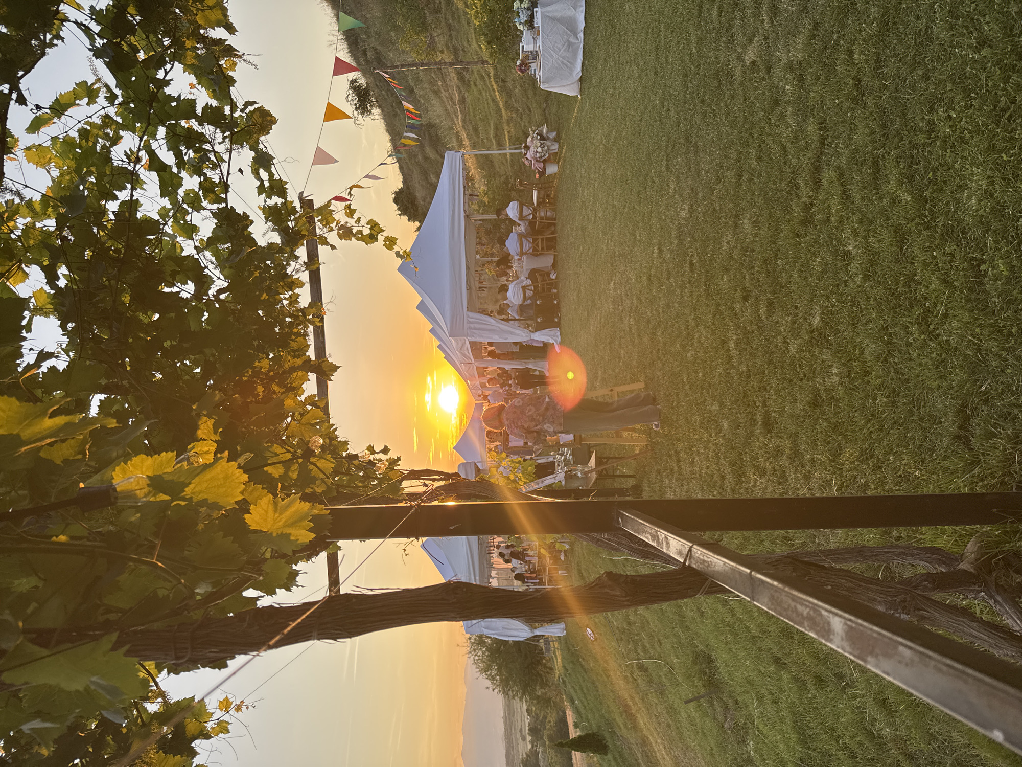 The image depicts an outdoor event taking place on a grassy hillside in Harsovo, Bulgaria, at sunset. The setting sun, a prominent bright orange orb, is low on the horizon, centered in the background, emitting strong golden light and visible lens flares.
In the foreground, overhead green grapevines with large leaves partially frame the top and left of the scene. Integrated into these vines are strands of clear string lights with individual bulbs. A gnarled tree trunk, possibly a grapevine, is intertwined with a dark metal vertical post and a horizontal metal rail forming a structure along the left side of the foreground.
In the mid-ground, several white rectangular canopy tents are set up on the undulating green lawn. Within these tents, individuals are seated at round tables covered with white tablecloths, engaged in dining or socializing. One woman with reddish-blonde hair, wearing a patterned shirt and light trousers, is observed standing with her back to the camera near an uncovered service table, interacting with items on its surface, to the left of the rightmost tent. Further to the right, a separate white-draped table displays various objects, flanked by multiple buckets containing flowers in assorted colors.
The background features a gently sloping hillside covered in green grass, with scattered darker foliage and a small, conical evergreen tree on the left. Distant mountains or hills are faintly visible on the far left horizon. Colorful triangular bunting flags are strung along the upper right hillside. The sky transitions from a bright golden-orange near the horizon to a pale blue-white overhead. The entire scene is strongly backlit by the setting sun.