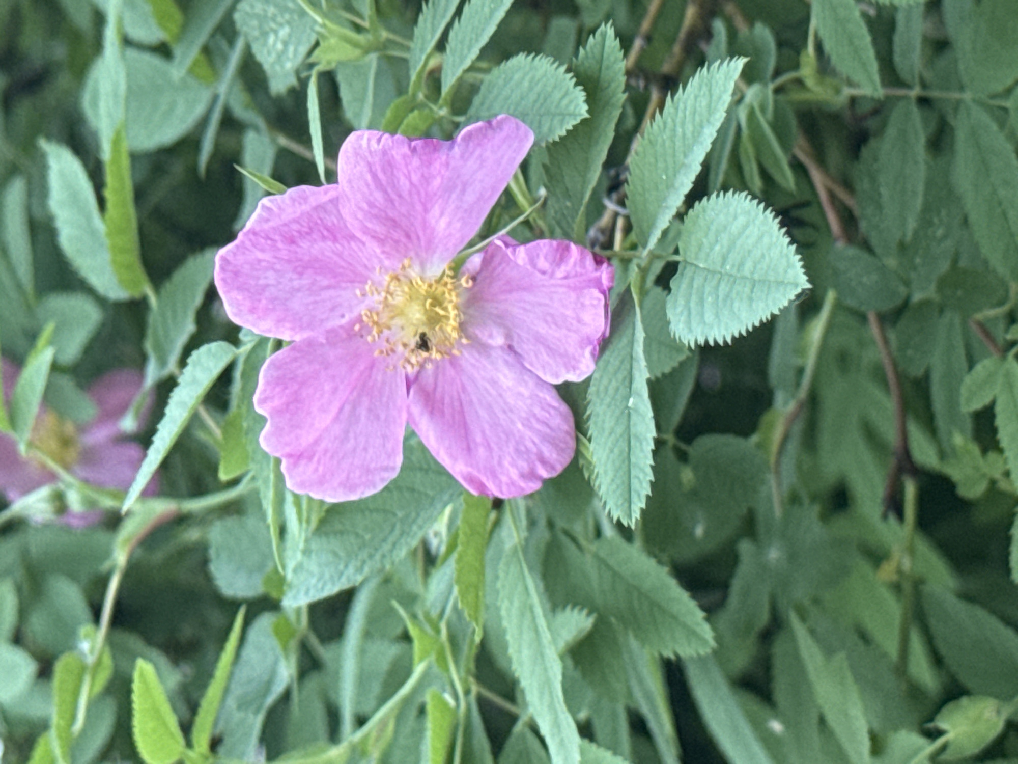 A medium close-up shot shows a pink wild rose in bloom. The flower has five petals and a yellow center with stamens. A small insect is visible on the flower's center. The rose is surrounded by green leaves with serrated edges. The background is a blur of more leaves and branches, suggesting the flower is part of a larger rose bush. The image was taken outdoors during daylight. There is no information available about the location being in Saratov, Russia, nor is there any information provided about people, actions, or interactions.