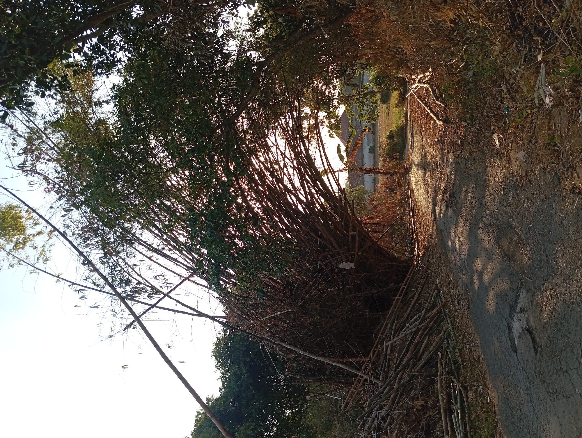 The image depicts a rural road in Padurungan, Indonesia, partially obstructed by fallen bamboo. The bamboo stalks, both green and dried, have bent and broken, creating an archway over the asphalt road. A large pile of cut bamboo lies to the left, on the side of the road. The road itself is cracked and weathered, with shadows cast across its surface from the bamboo and surrounding trees. Sunlight filters through the bamboo canopy, illuminating a distant building with a tile roof and what appears to be agricultural land beyond. The environment is dry and natural, with dried leaves and debris scattered on the roadside. No people are visible in the image.