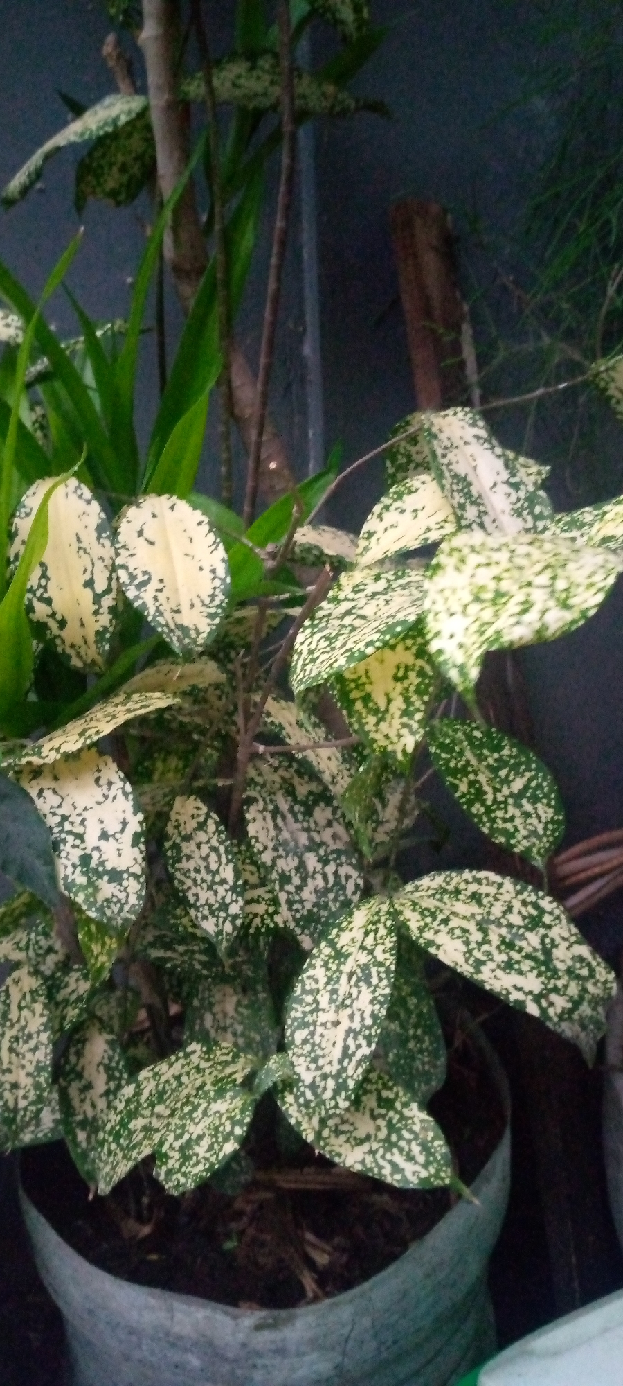 A potted plant with variegated leaves is shown in the image. The leaves are primarily green with irregular yellow splotches. The plant has thin, brown stems and appears to be in a gray fabric pot filled with dark soil. In the background, a dark wall or fence is visible, with a piece of weathered wood leaning against it. The scene is lit with what appears to be natural light, casting shadows on the leaves. The overall impression is that of a common household or garden plant. The image is undated and there are no people or animals present. The location is identified as Sumberwono, Indonesia, though this context does not appear to be visually represented in the image itself.