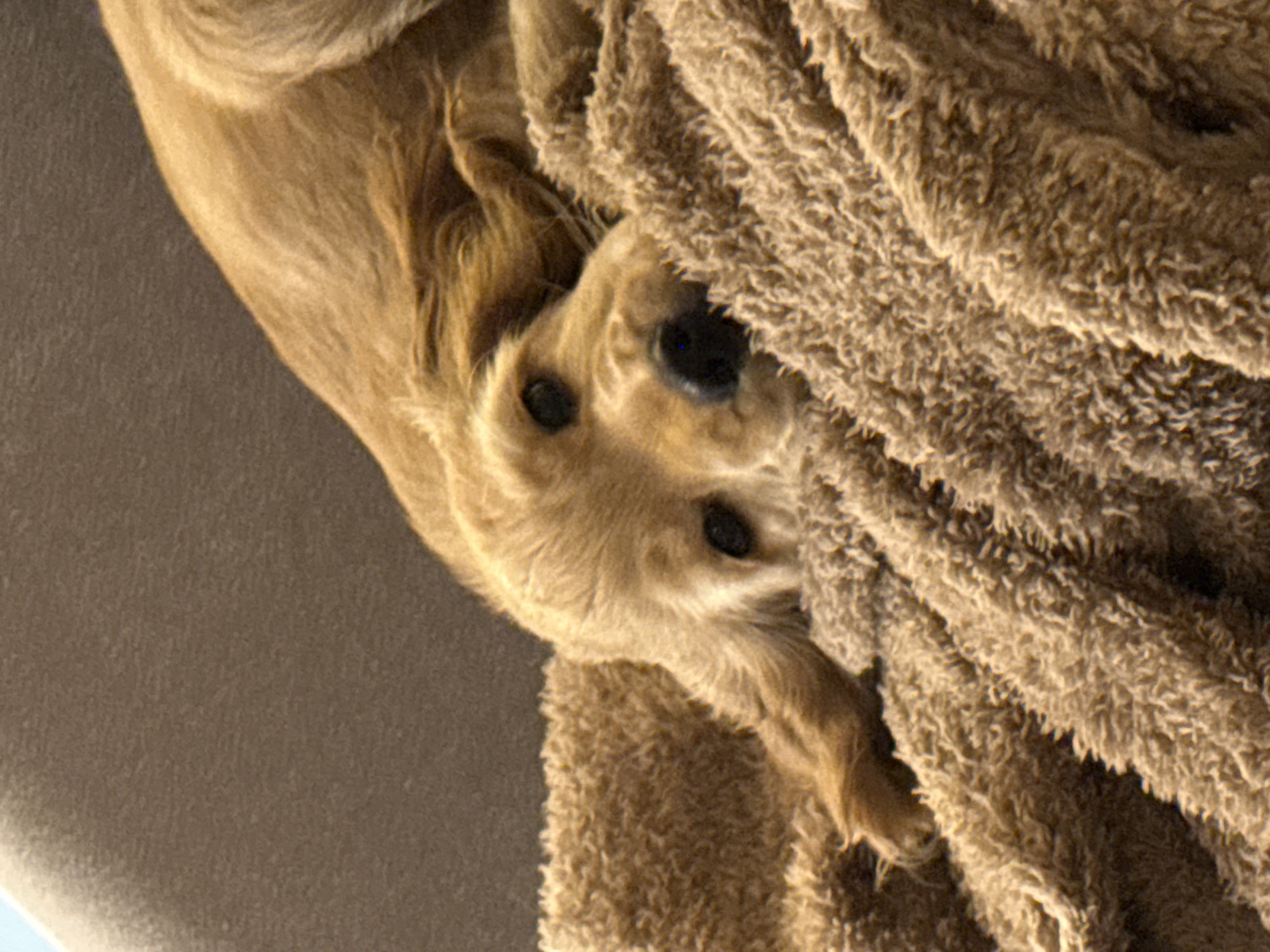 A tan dog is partially obscured by a brown, fluffy towel. The left side of the image shows a brown surface, possibly a wall or floor. The dog's head and part of its body are visible. The background lacks details, preventing the identification of the location in Sofia, Bulgaria.