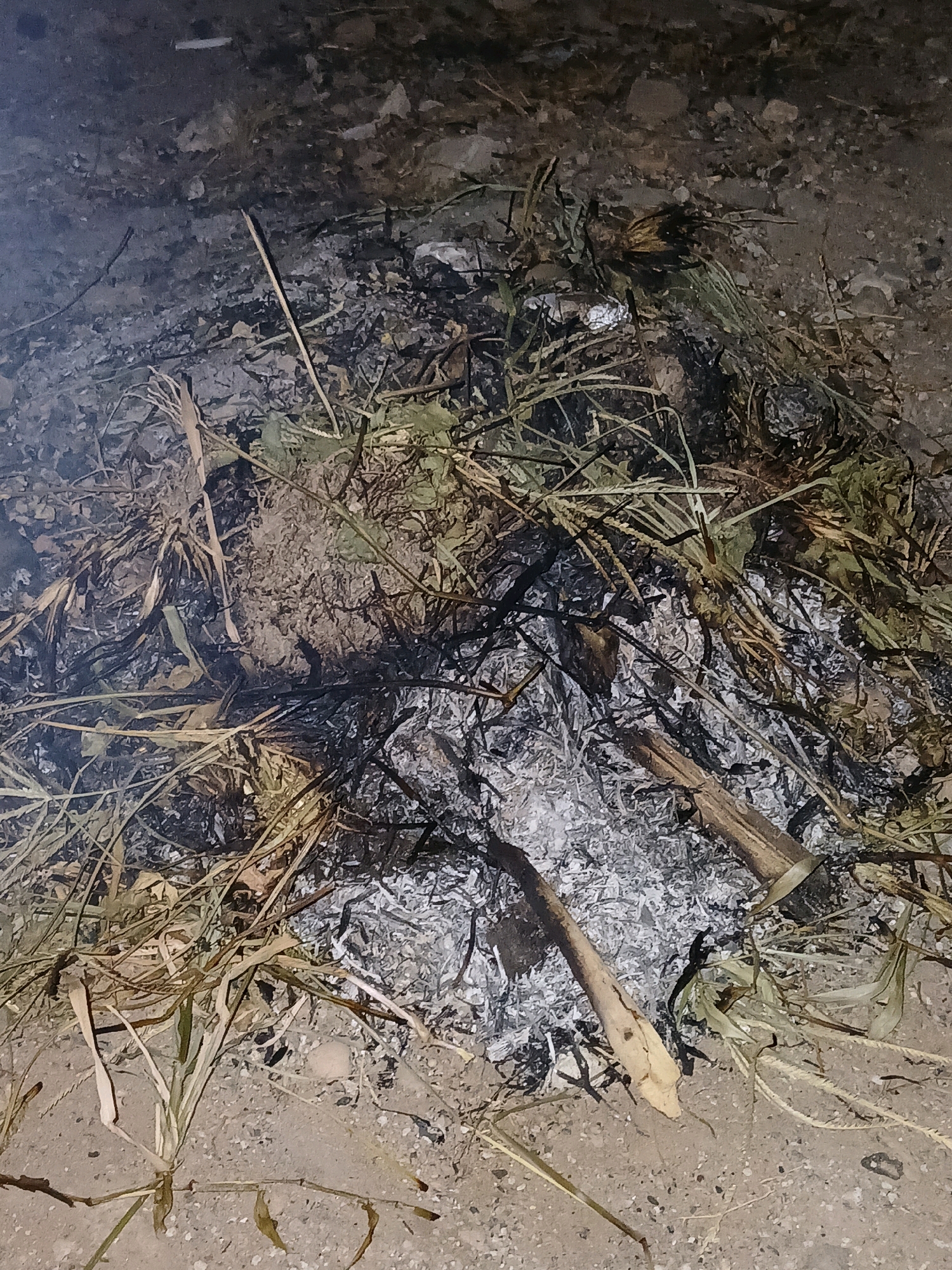 The image depicts the aftermath of a small fire, likely a bonfire or controlled burn, situated on a rough, sandy ground. The scene is composed of ashes, charred wood fragments, and dried vegetation, including grass and twigs. A faint wisp of smoke is visible on the left side of the image, suggesting the fire has recently extinguished. The ground appears to be a mixture of dirt, sand, and small pebbles. The overall impression is one of a natural or semi-natural outdoor setting, possibly a garden or a less-maintained area. There are no people or animals visible in the frame. The lighting suggests it is either dusk or nighttime, with a subtle light source casting shadows. The location is specified as Pangkalpinang, Indonesia.