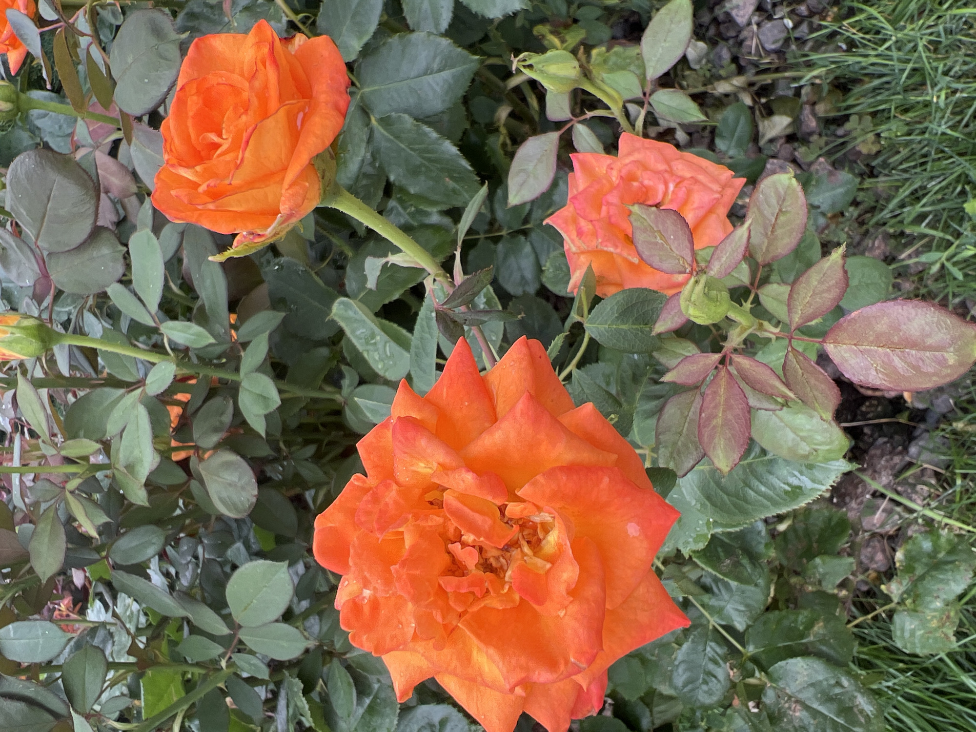 A close-up, eye-level shot features a cluster of vibrant orange roses against a backdrop of lush green foliage. The roses, varying in bloom stage, display their delicate petals in various states of openness. Some petals exhibit a slight wilting and browning, suggesting the passage of time. Dewdrops are visible on the petals and leaves, hinting at recent precipitation. The surrounding environment is characterized by a mix of dark green leaves, some with reddish-brown undertones, and hints of soil and grass at the bottom of the frame. The overall lighting is diffused, creating a soft illumination that highlights the textures and colors of the flora. There are no people or animals present in the image. The scene is likely a garden or park setting in Kryzhanivka, Ukraine, given the context.