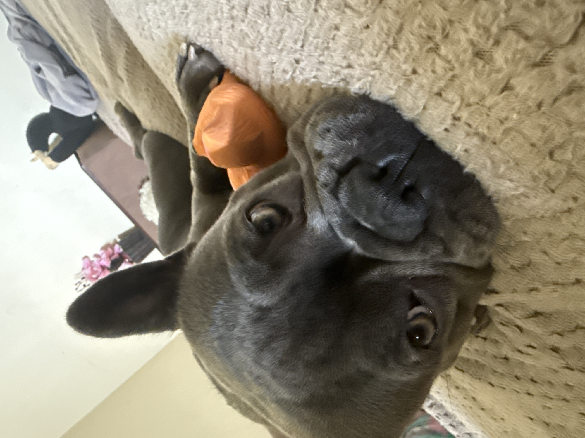 A grey French Bulldog is lying on its side on a textured, light brown blanket, with its head resting on its paws. An orange chew toy is positioned under its chin. In the background, a blurred image shows a dresser with pink flowers in a vase and a dark object with white accents. The lighting suggests an indoor environment, possibly a home. There is no indication of the specific location within Sofia, Bulgaria.