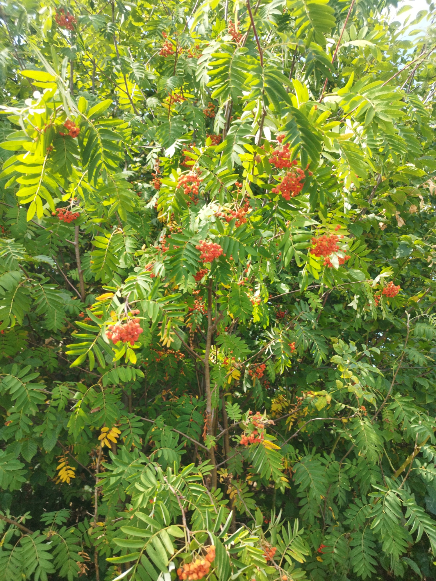 The image is a medium shot of a rowan tree with clusters of red berries and green leaves. The tree is dense with foliage, and some leaves are beginning to turn yellow, suggesting it is late summer or early autumn. The sunlight filters through the leaves, creating a dappled effect. There are no people or man-made structures visible. The scene is a natural outdoor environment.